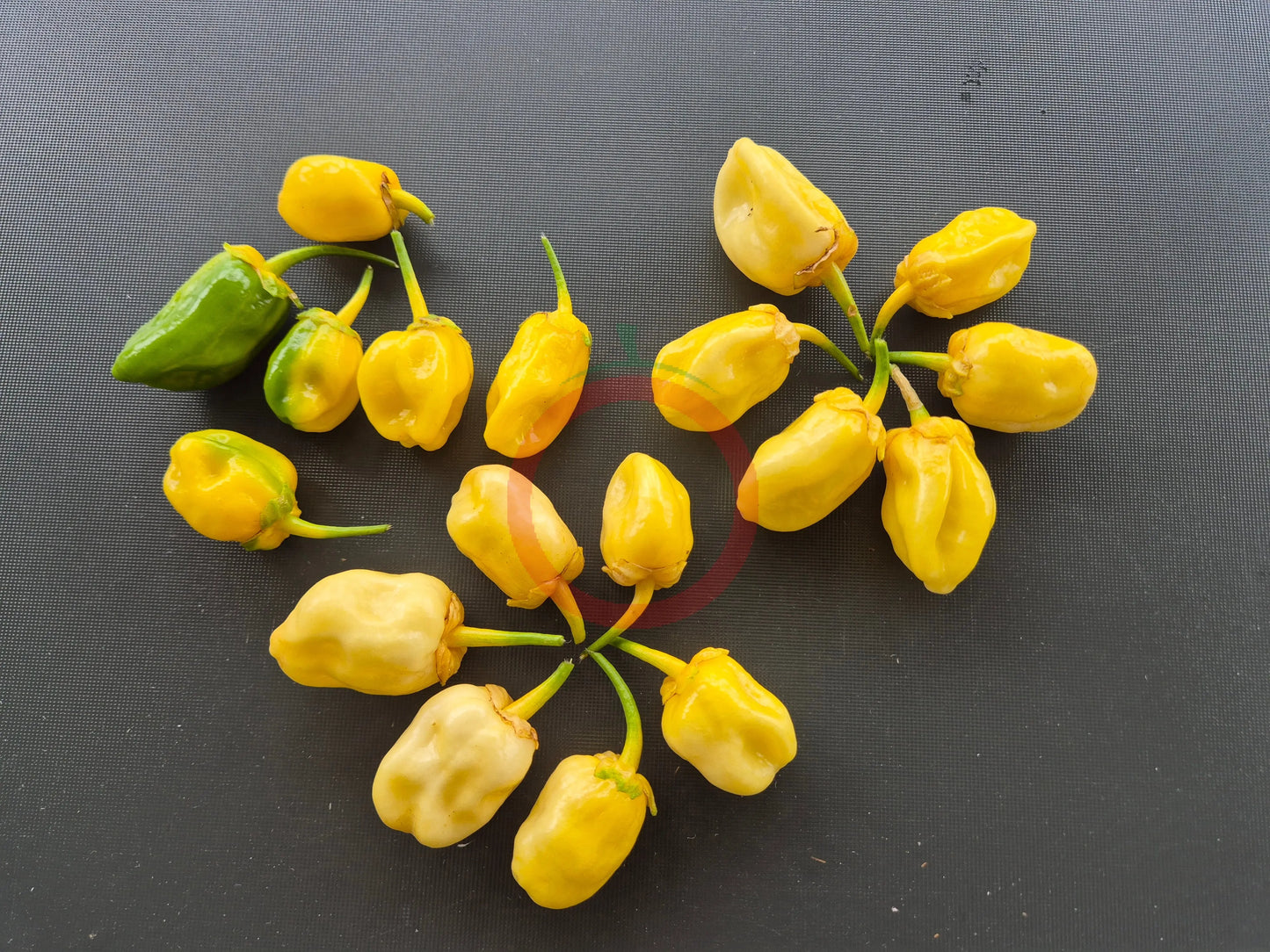 7 Pot Bubblegum Yellow DER TOMATENFLÜSTERER