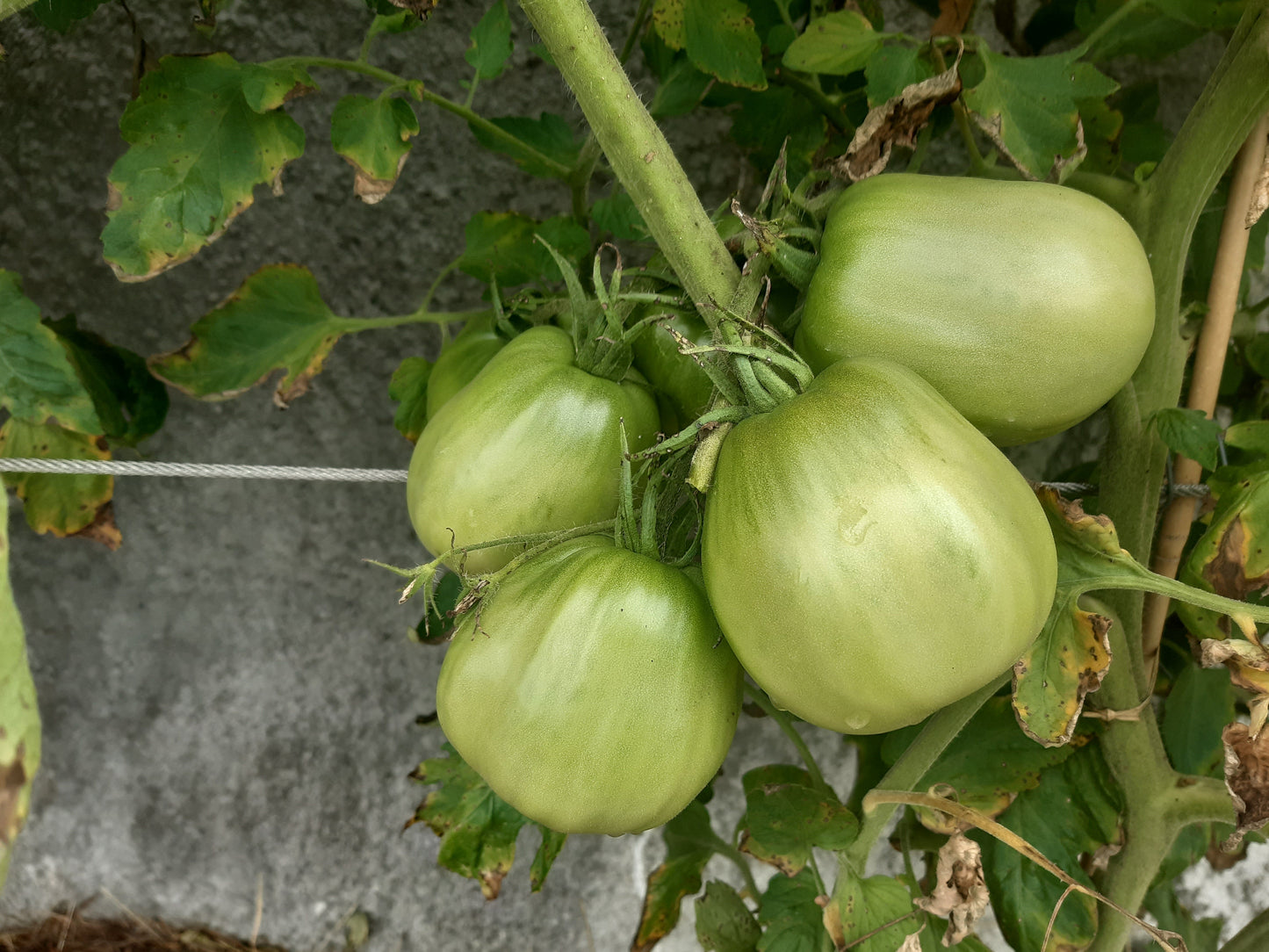 A Barca di Natale DER TOMATENFLÜSTERER
