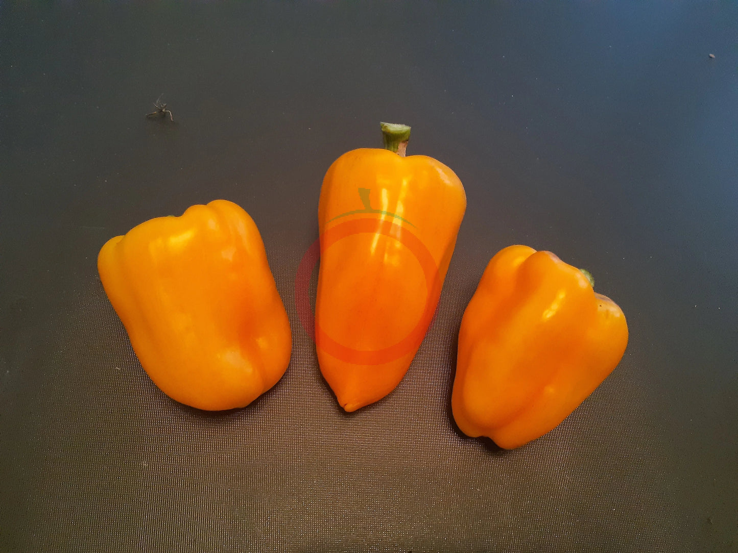 Abrikosovaya Favoritka DER TOMATENFLÜSTERER