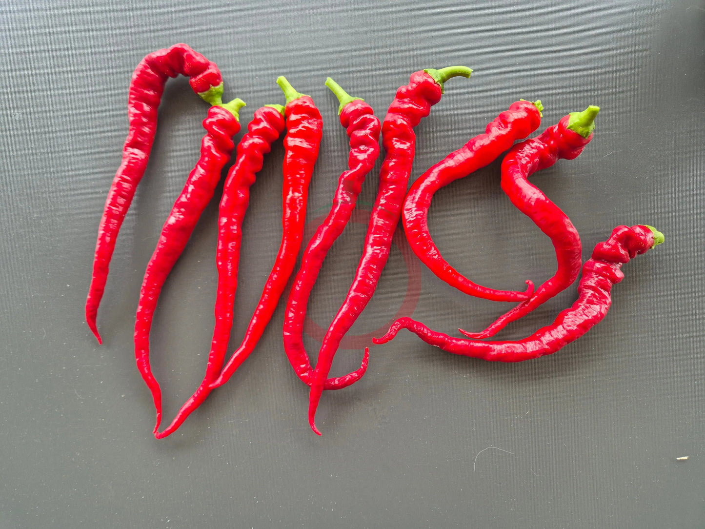 Aci Sivri DER TOMATENFLÜSTERER