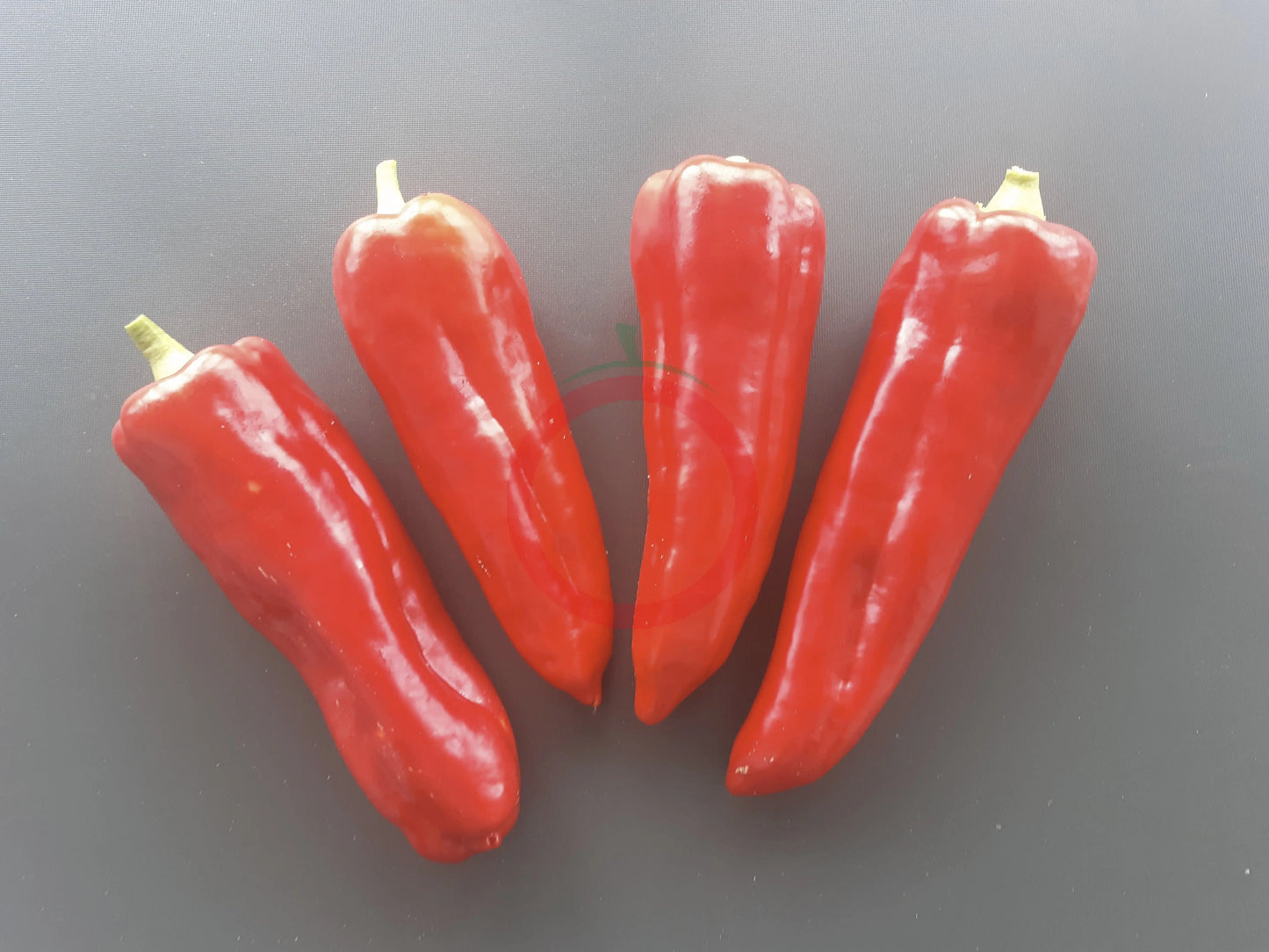 Aconcagua DER TOMATENFLÜSTERER