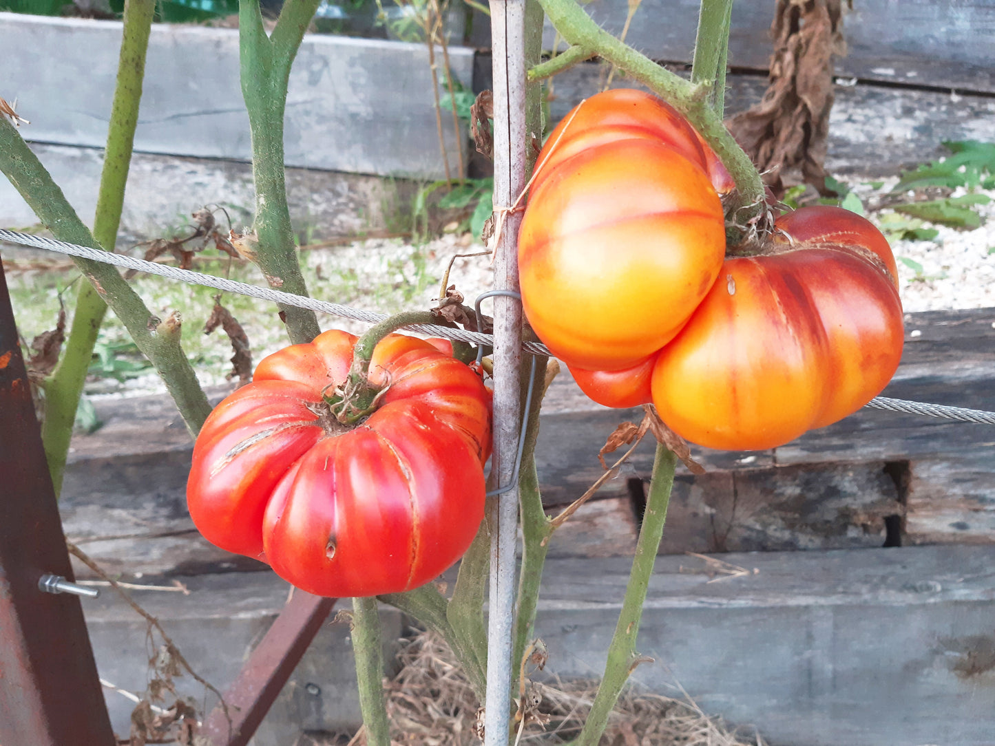 Afternoon Delight DER TOMATENFLÜSTERER