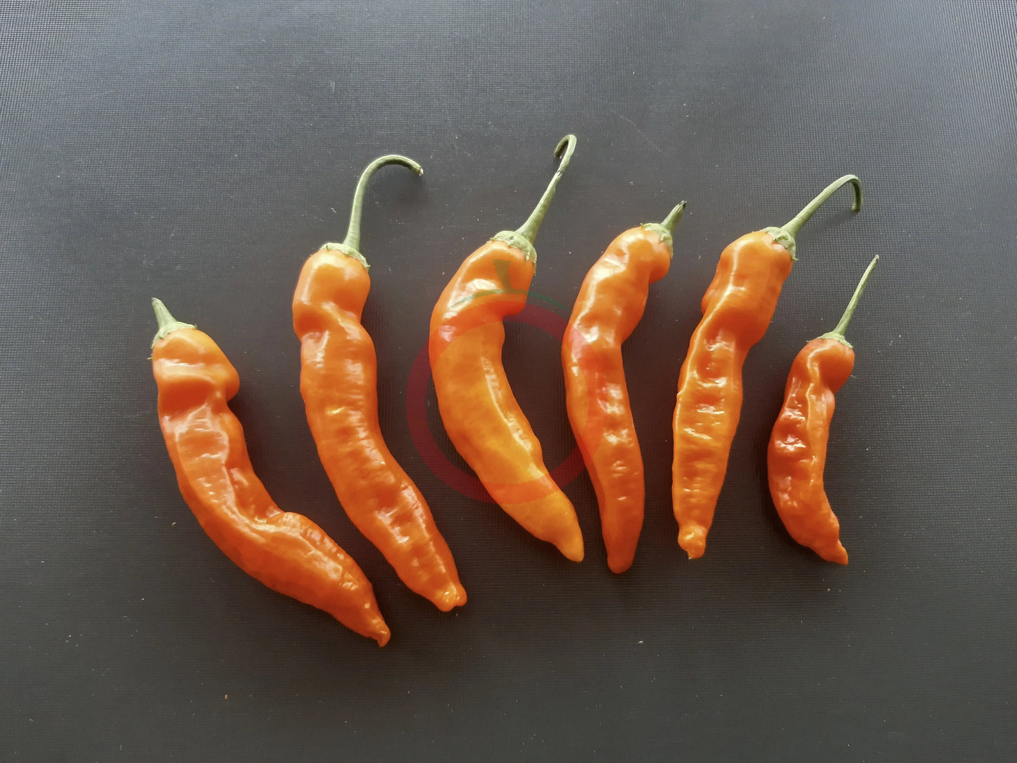 Aji Ahuachapan DER TOMATENFLÜSTERER