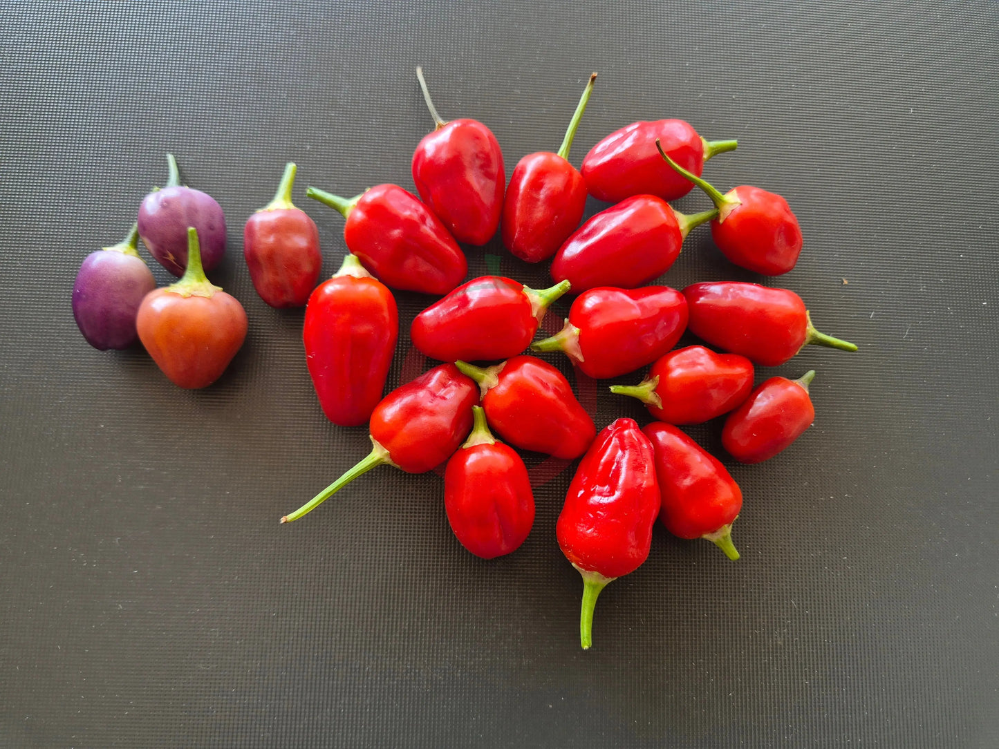 Aji Ayuyo DER TOMATENFLÜSTERER