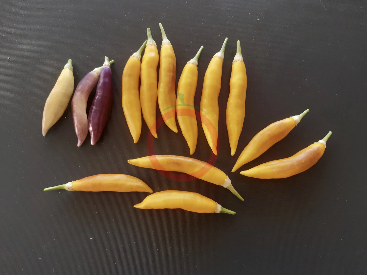 Aji Challuaruro Amarillo DER TOMATENFLÜSTERER