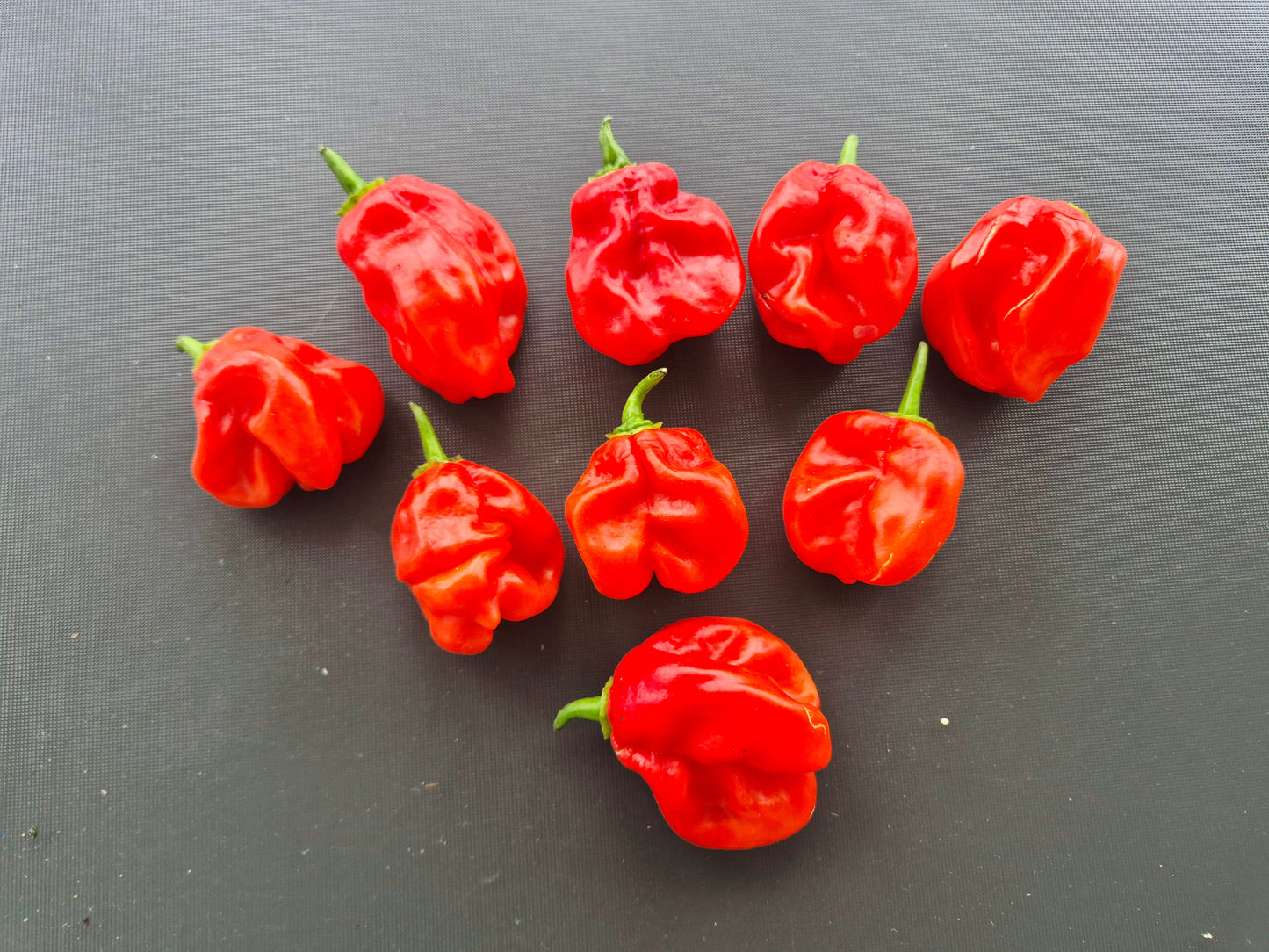 Aji Chombo Red DER TOMATENFLÜSTERER