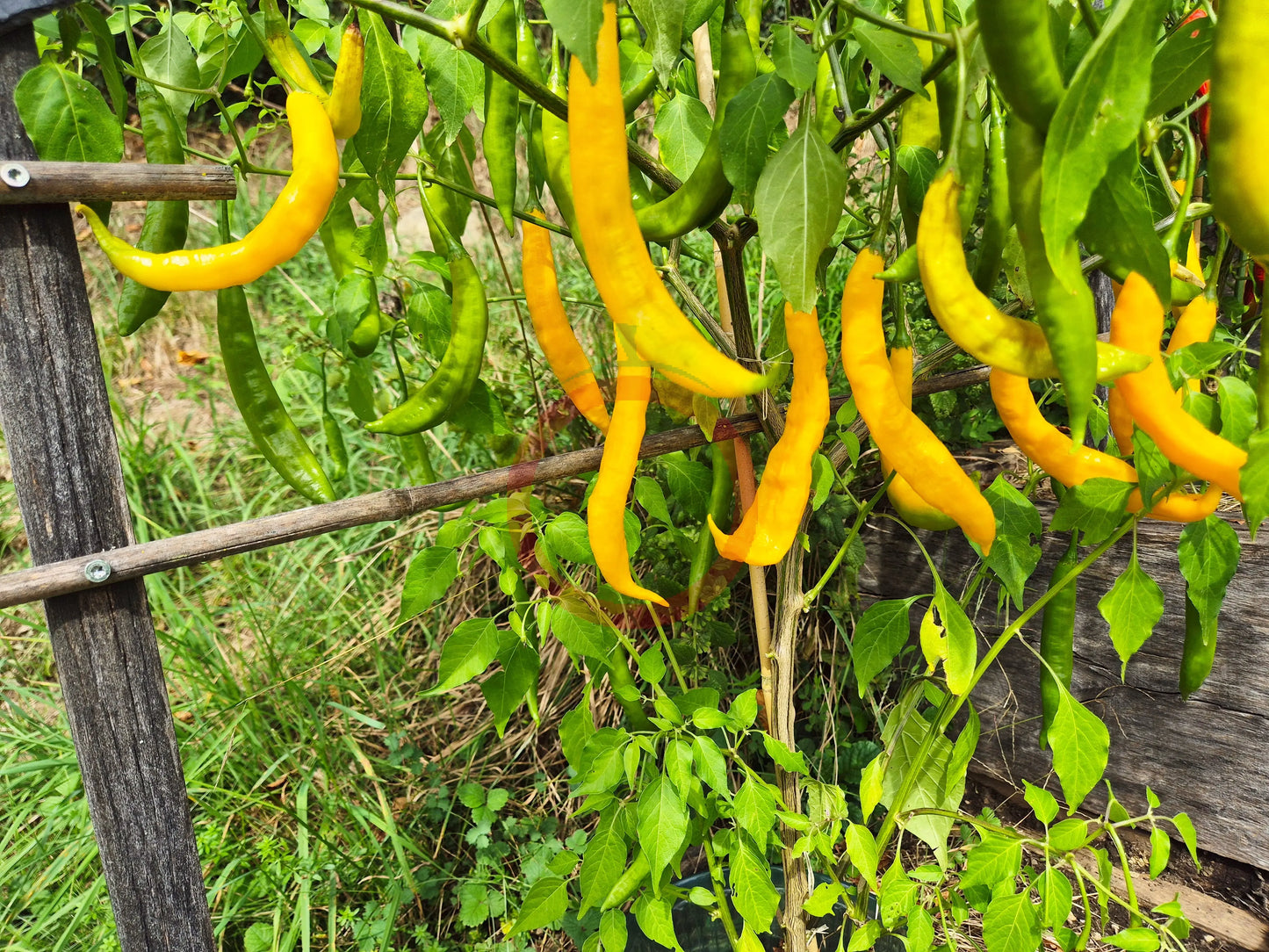 Aji Guyana DER TOMATENFLÜSTERER