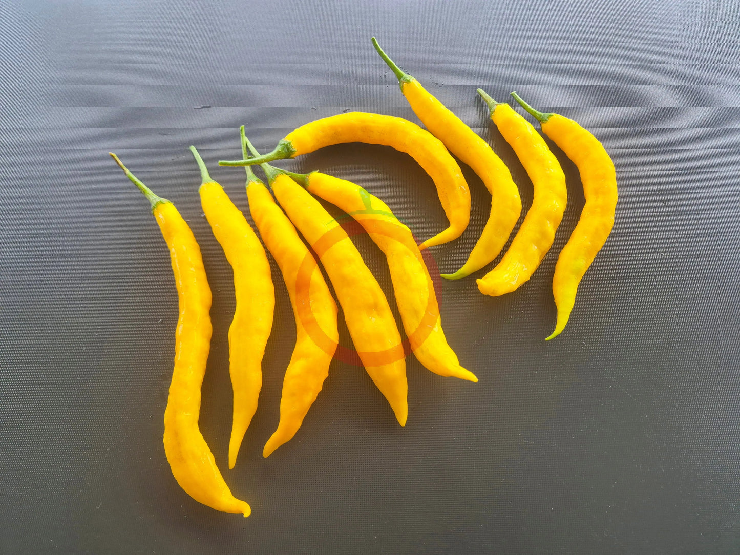 Aji Guyana DER TOMATENFLÜSTERER