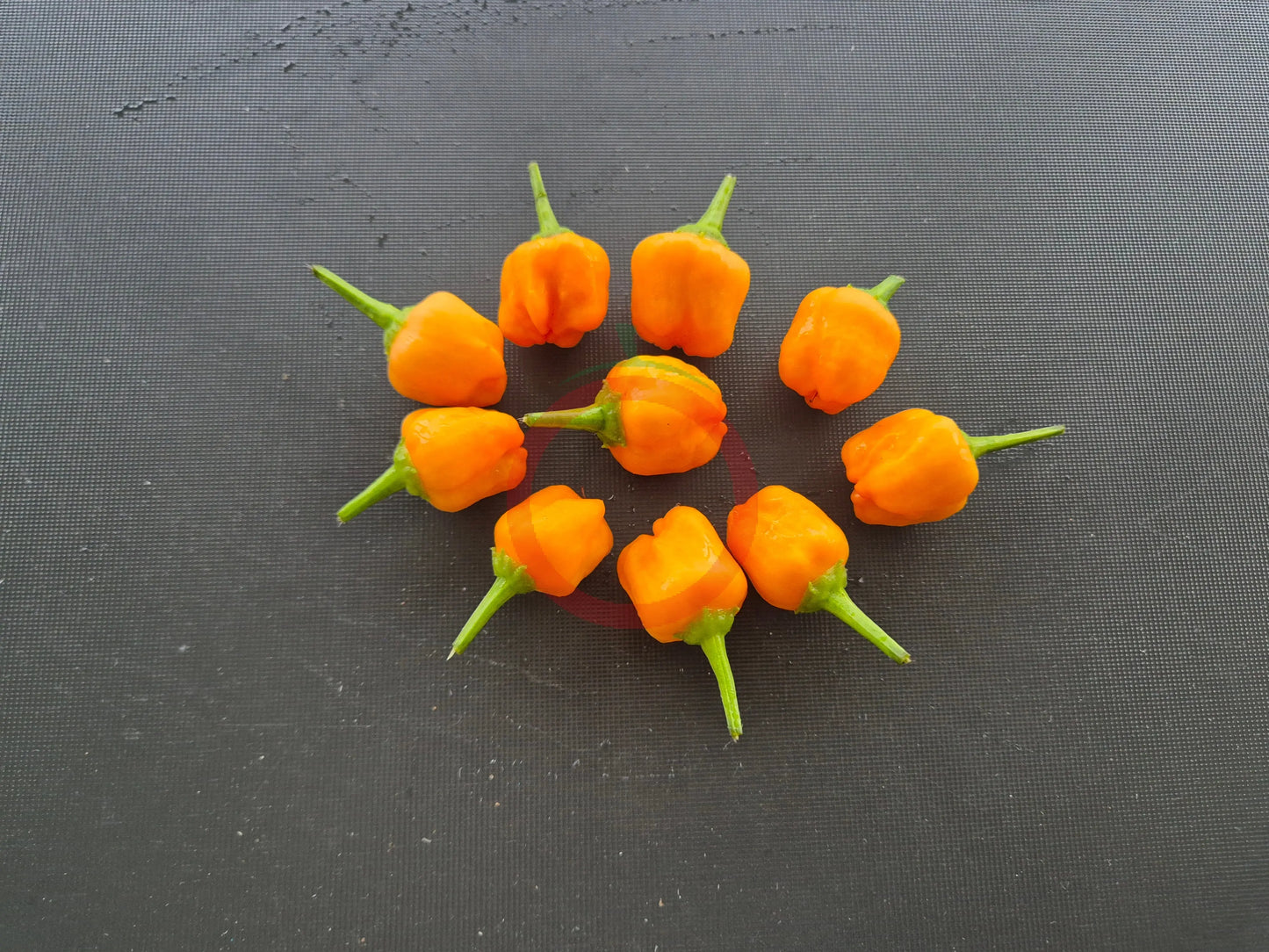 Aji Mango Stumpy DER TOMATENFLÜSTERER