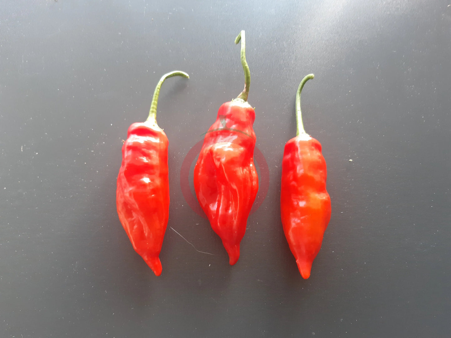 Aji Norteno Pepper DER TOMATENFLÜSTERER