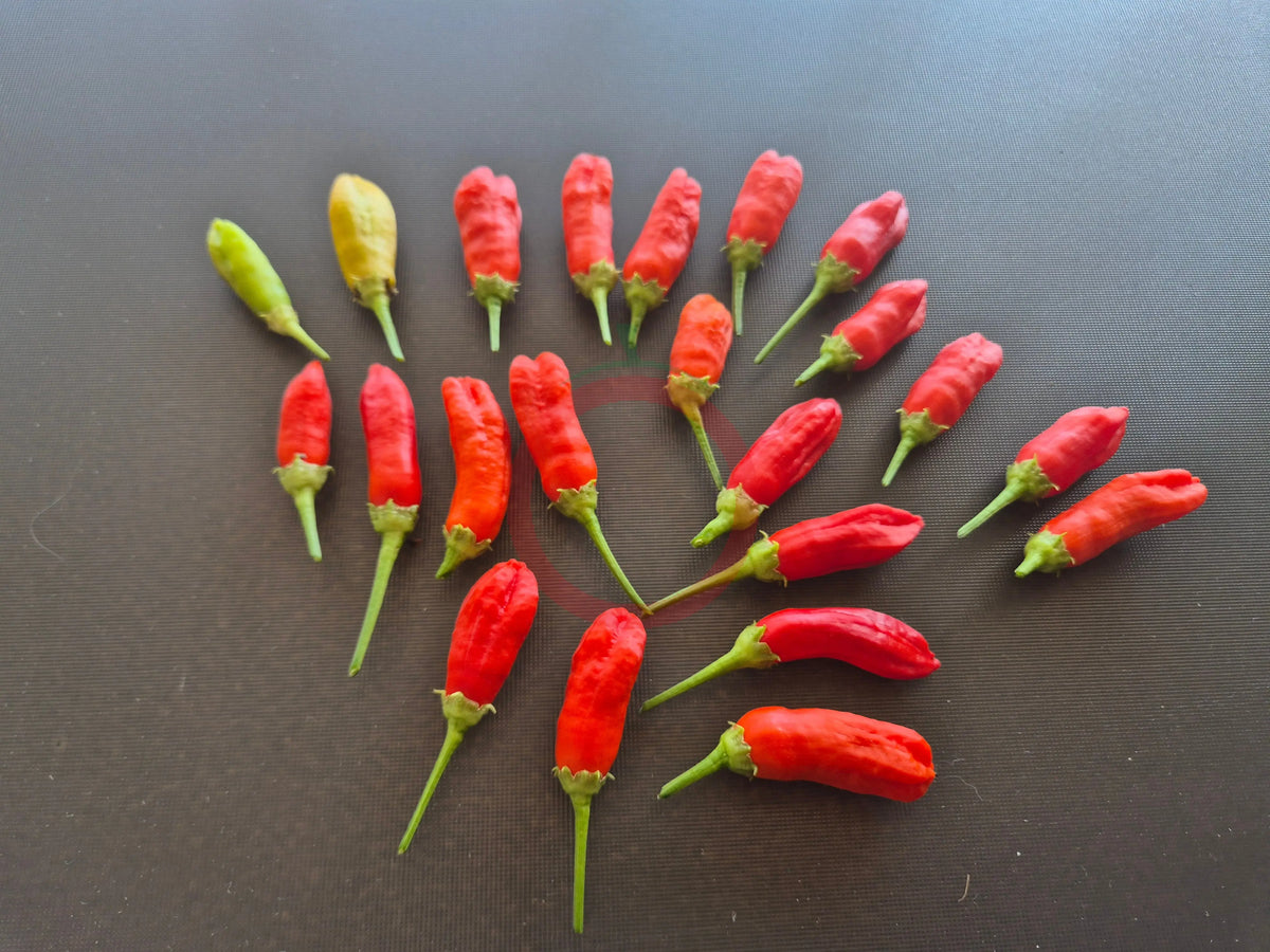 Aji Peanut DER TOMATENFLÜSTERER