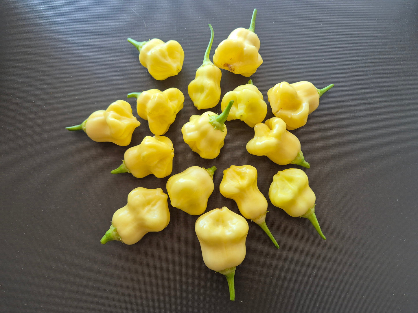 Aji White Fantasy DER TOMATENFLÜSTERER