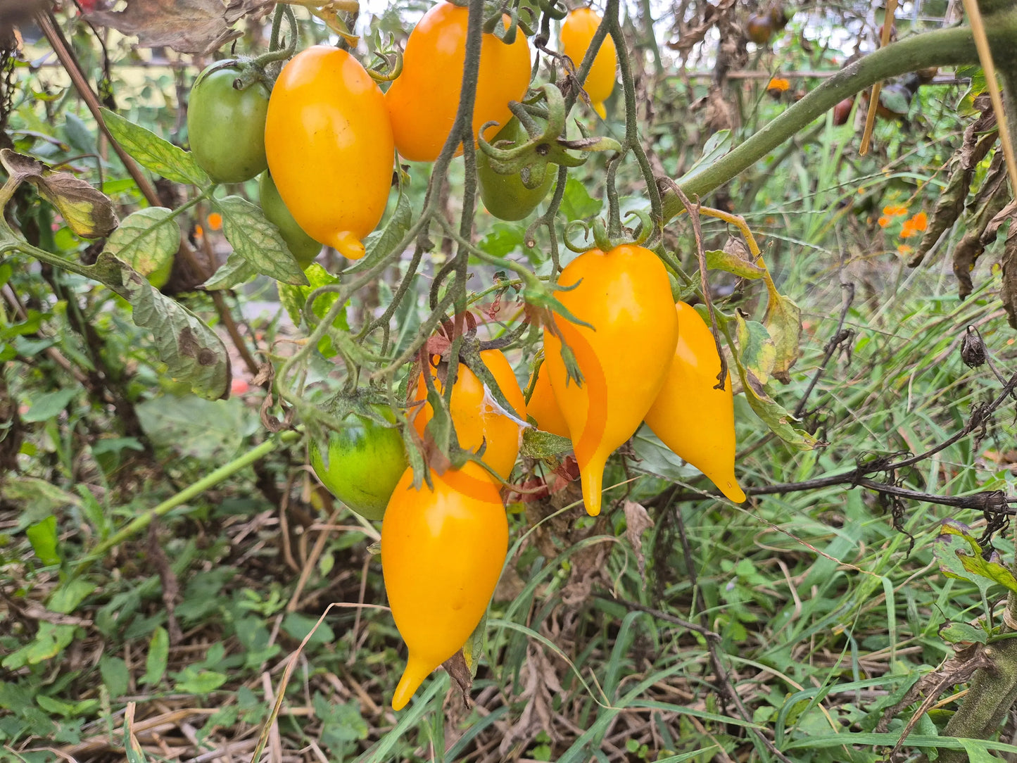 Akmore Treasure DER TOMATENFLÜSTERER
