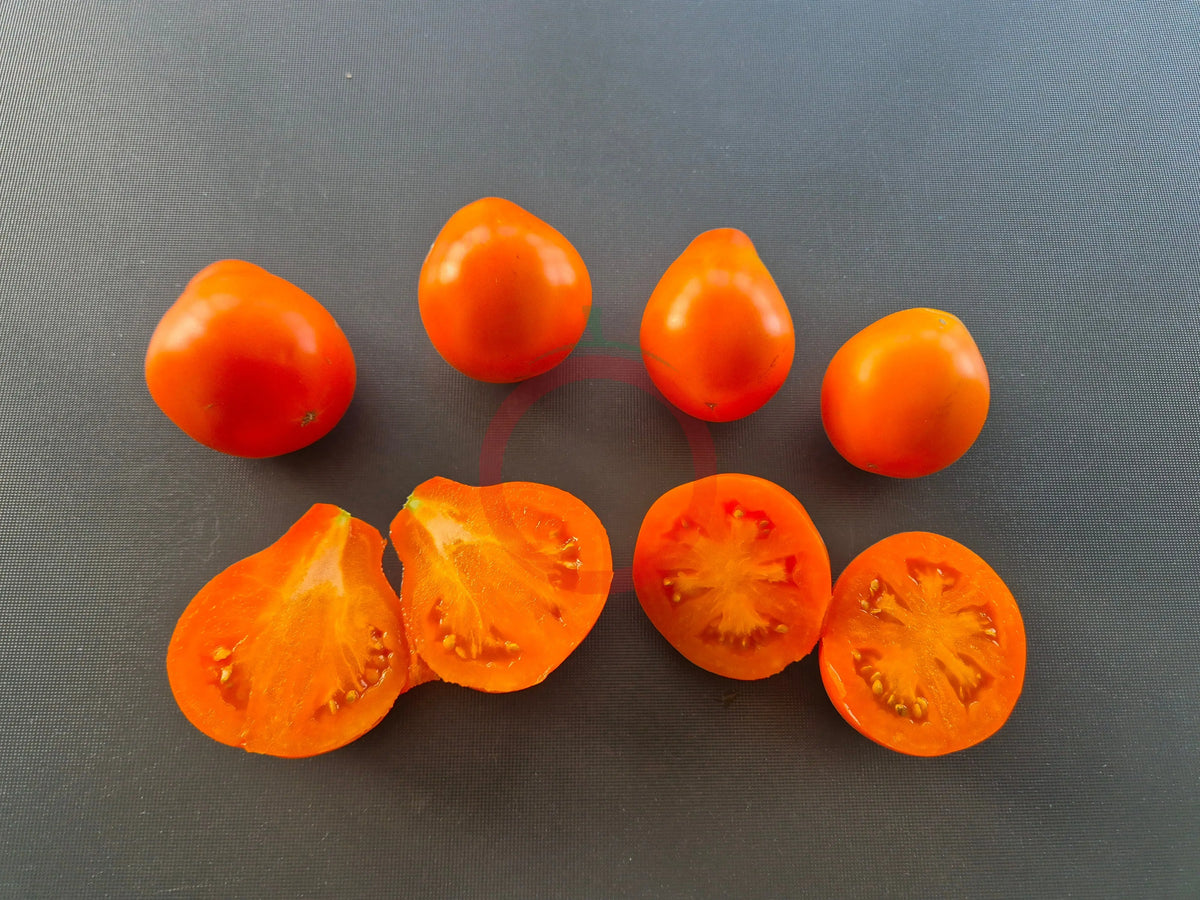 Aladdin´s Lamp DER TOMATENFLÜSTERER