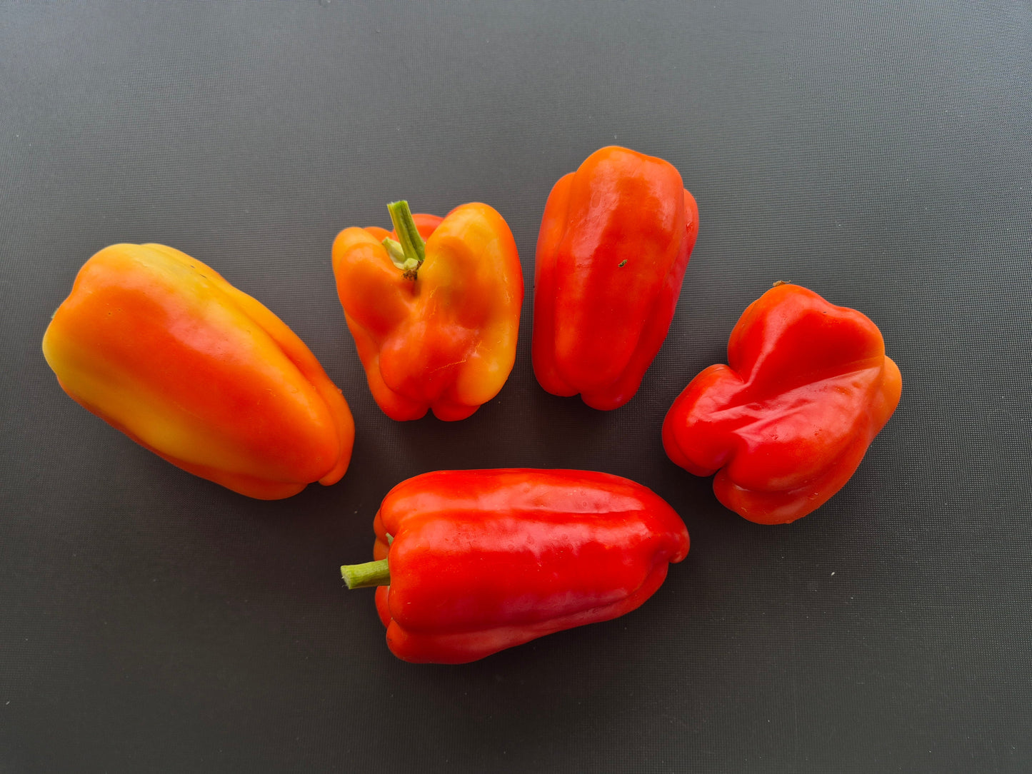 Alba Regia DER TOMATENFLÜSTERER