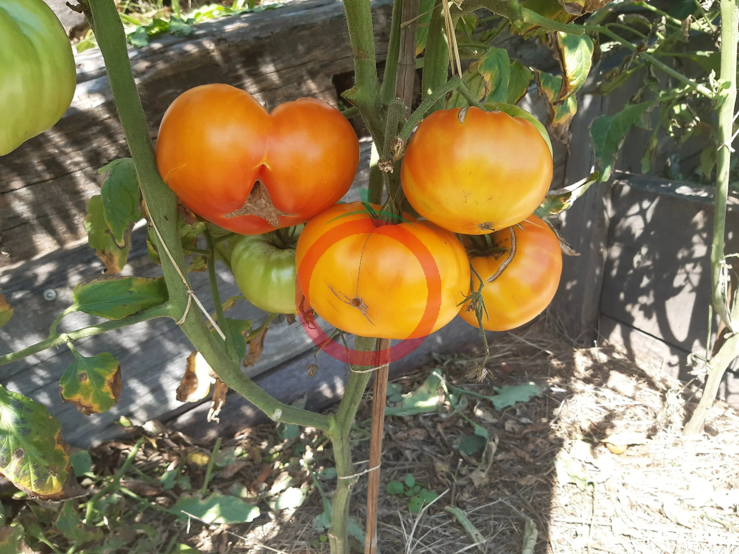 Amber Baron DER TOMATENFLÜSTERER