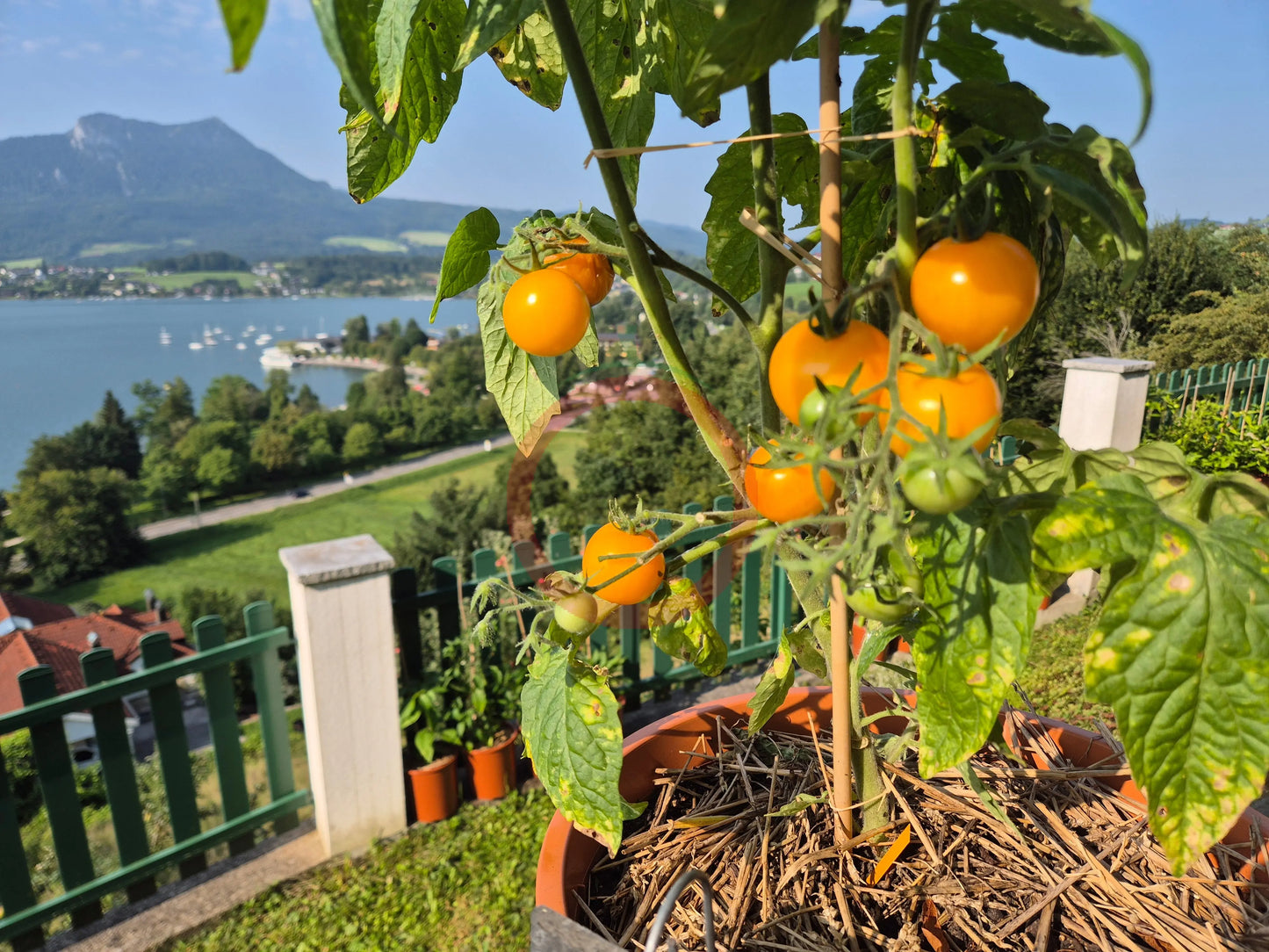 Amber Colored DER TOMATENFLÜSTERER