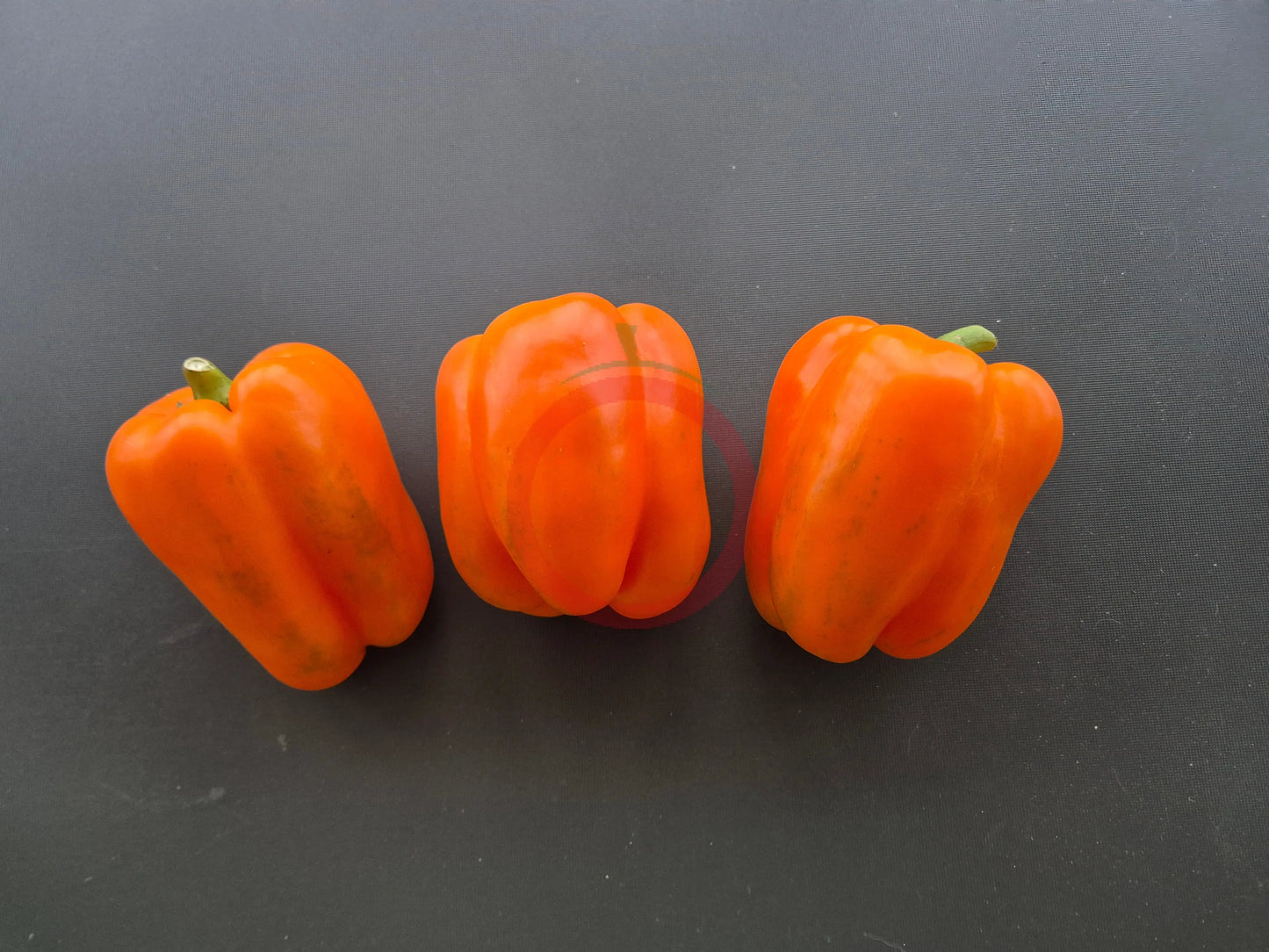 Amber Cup DER TOMATENFLÜSTERER