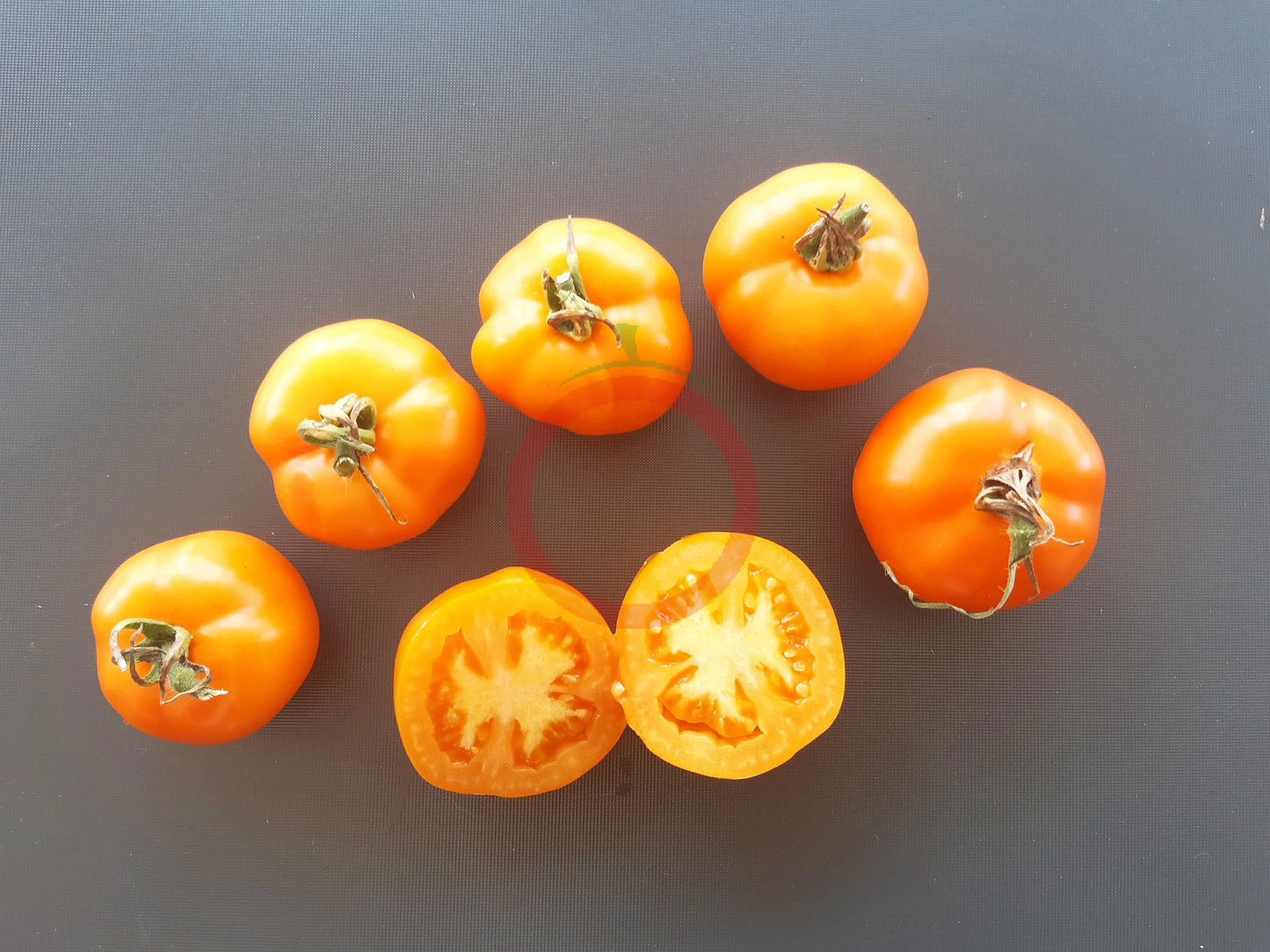 Ambre DER TOMATENFLÜSTERER