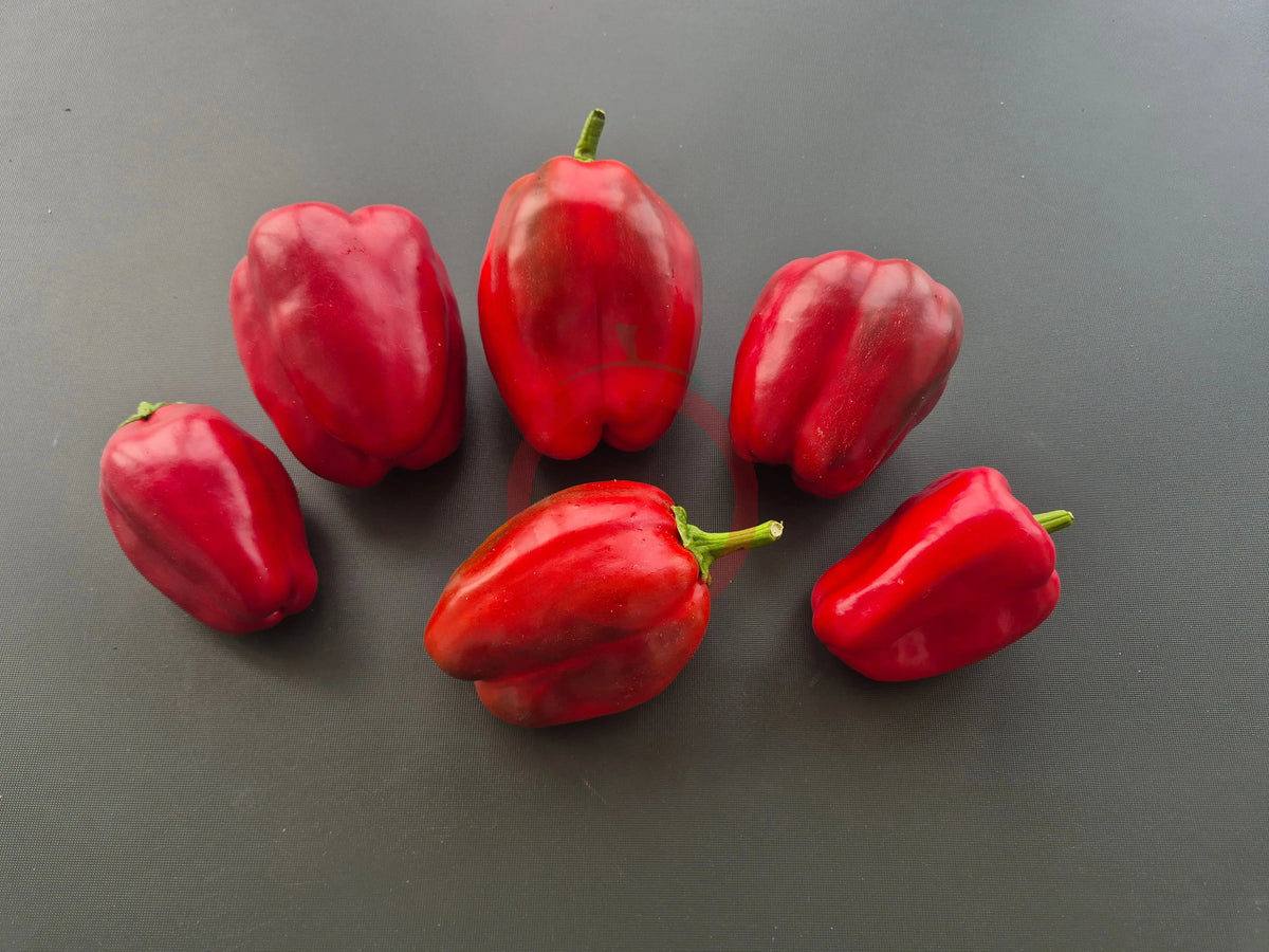 American Crown DER TOMATENFLÜSTERER