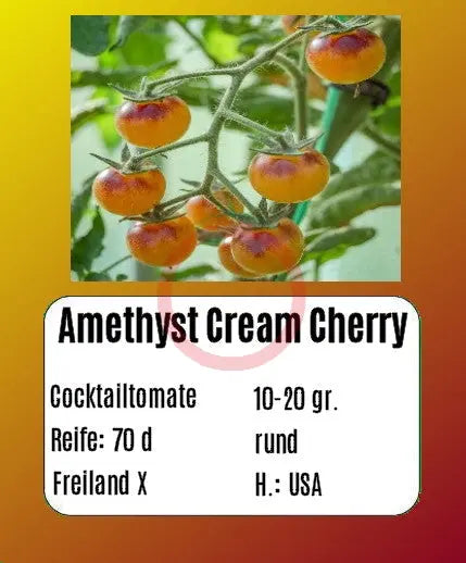 Amethyst Cream Cherry DER TOMATENFLÜSTERER