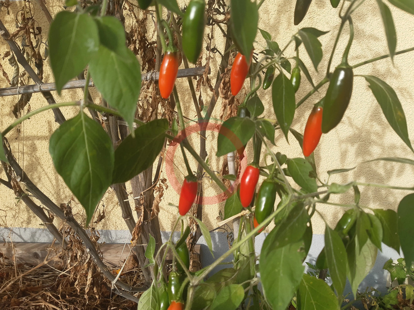 Amigo Diablo DER TOMATENFLÜSTERER