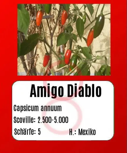 Amigo Diablo DER TOMATENFLÜSTERER