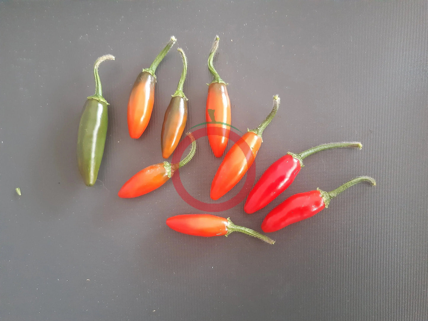 Amigo Diablo DER TOMATENFLÜSTERER