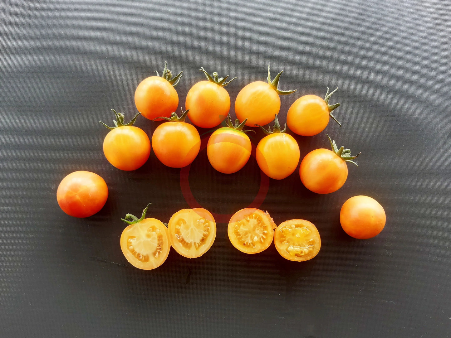 Amy´s Apricot DER TOMATENFLÜSTERER