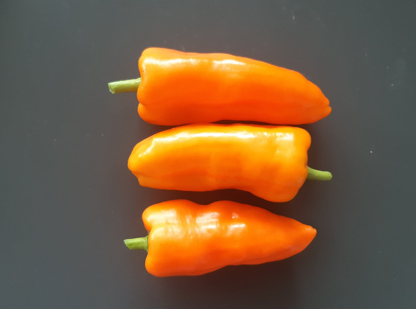 Anaheim Orange DER TOMATENFLÜSTERER