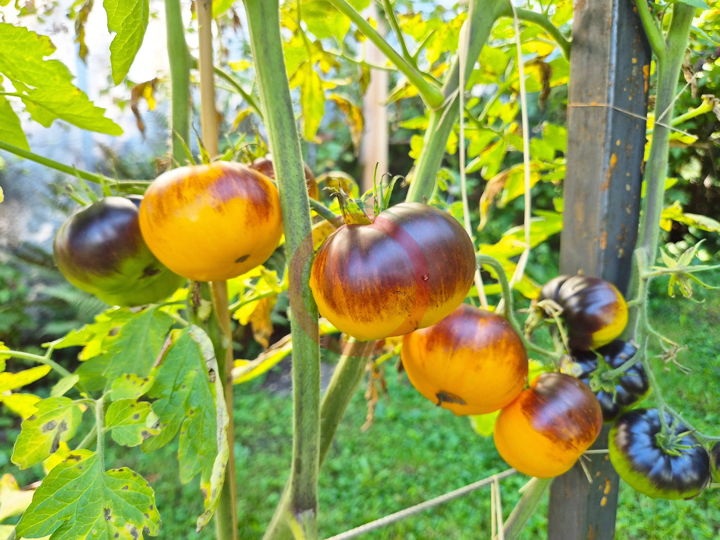 Ananas Blue Lignée DER TOMATENFLÜSTERER
