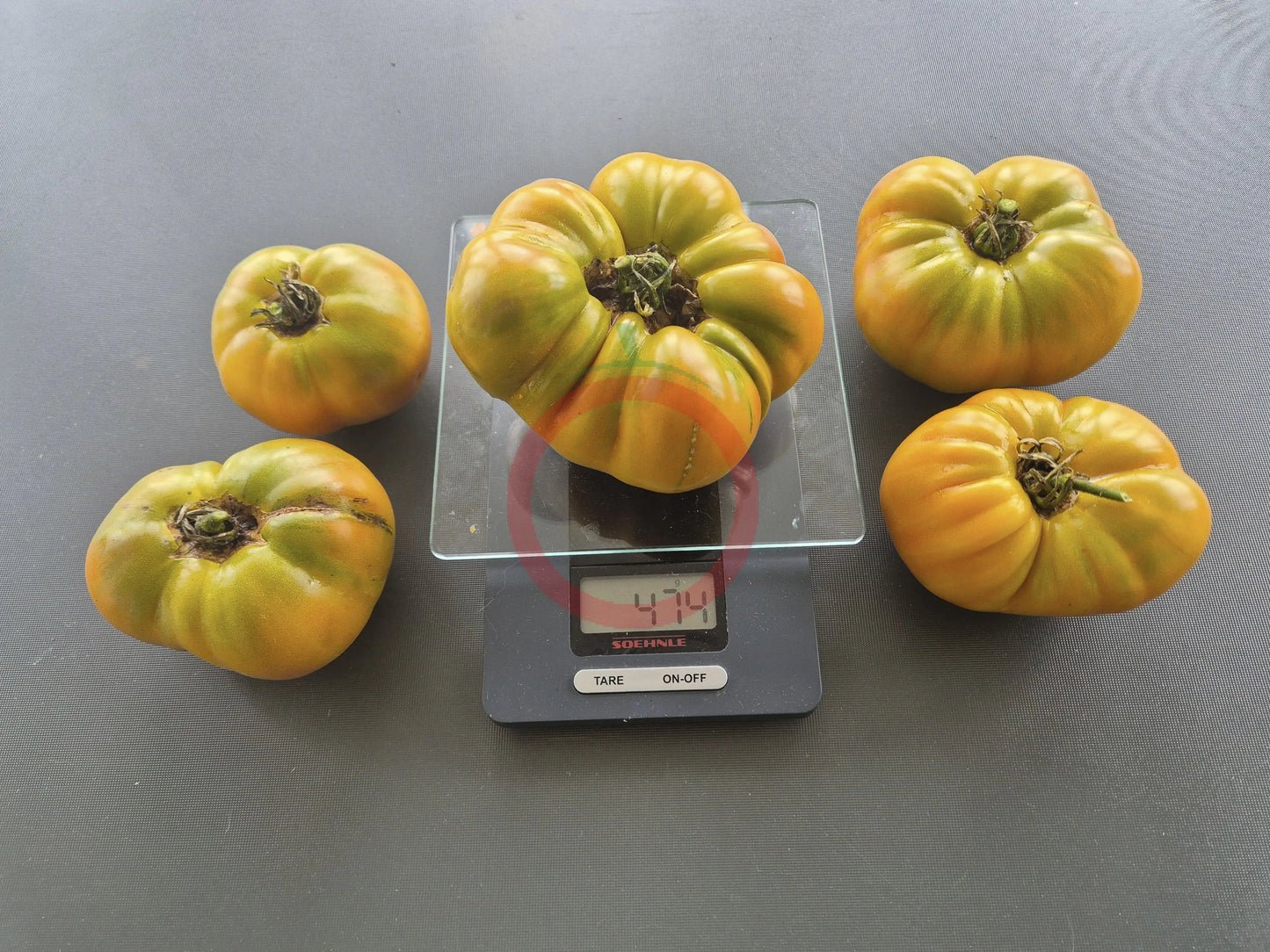 Ananas Noire DER TOMATENFLÜSTERER
