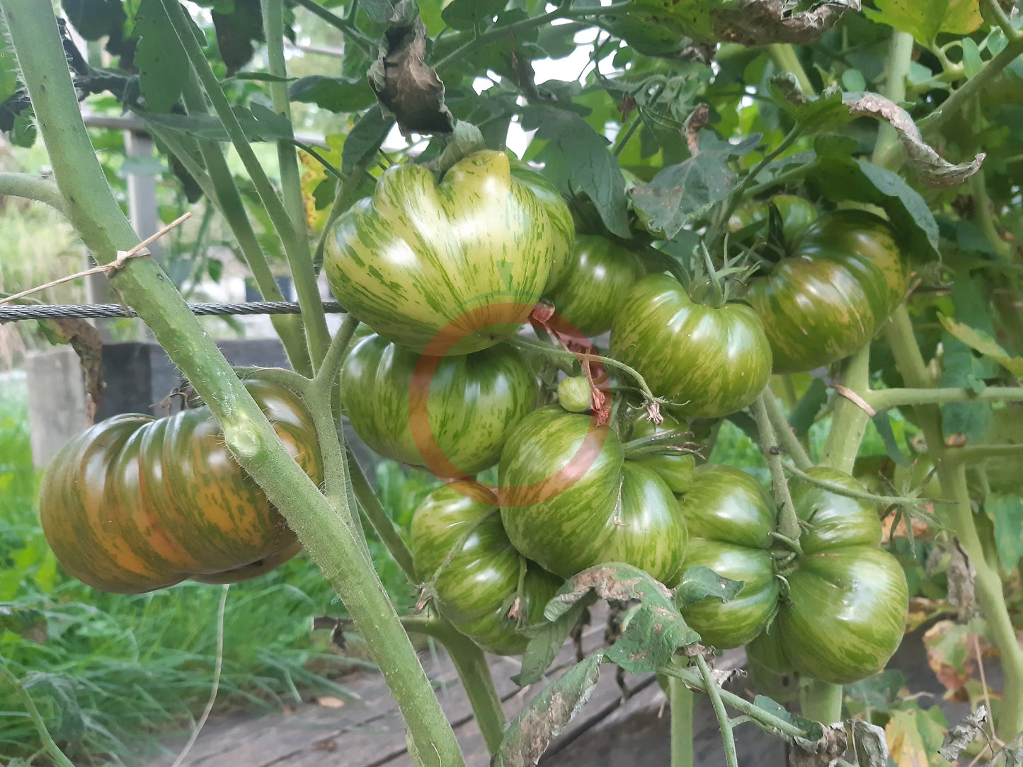 Ananas Zebra DER TOMATENFLÜSTERER