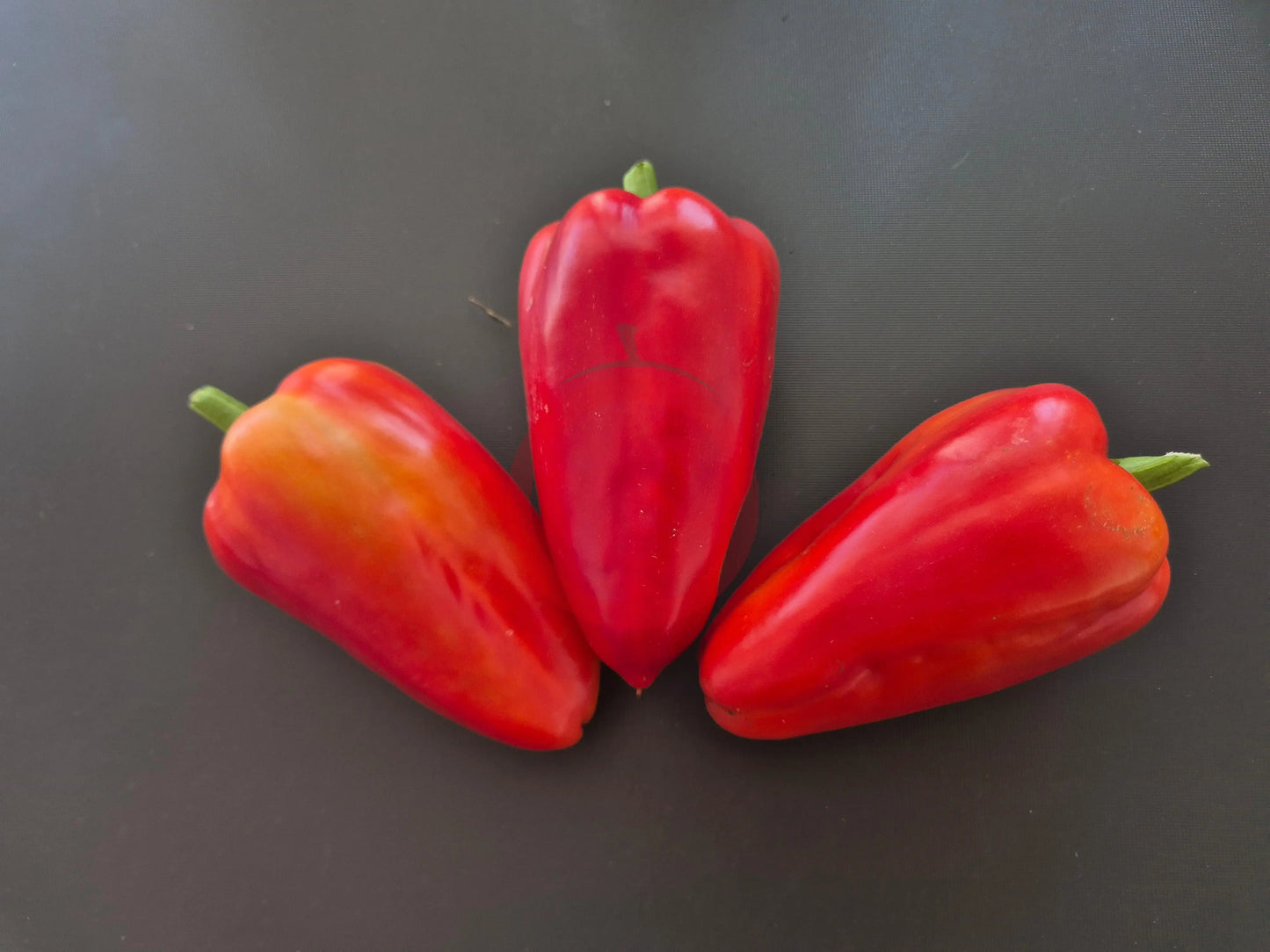 Anastasiya DER TOMATENFLÜSTERER