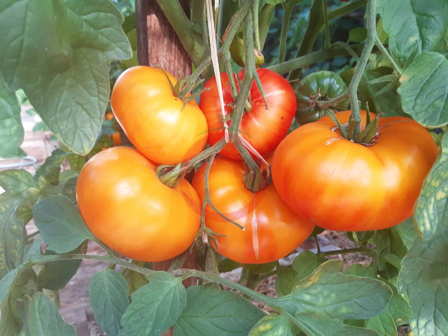 Anawine DER TOMATENFLÜSTERER