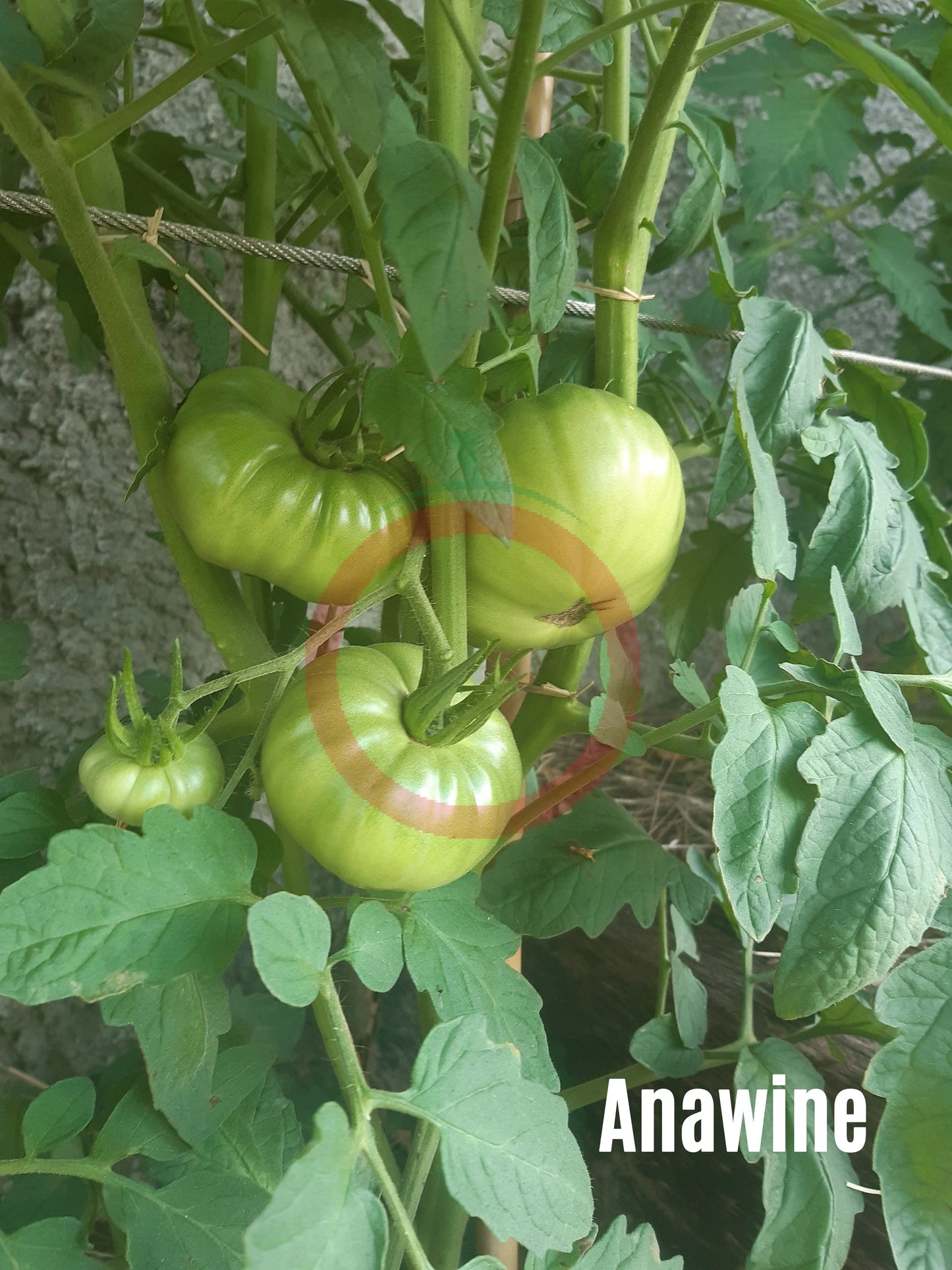 Anawine DER TOMATENFLÜSTERER
