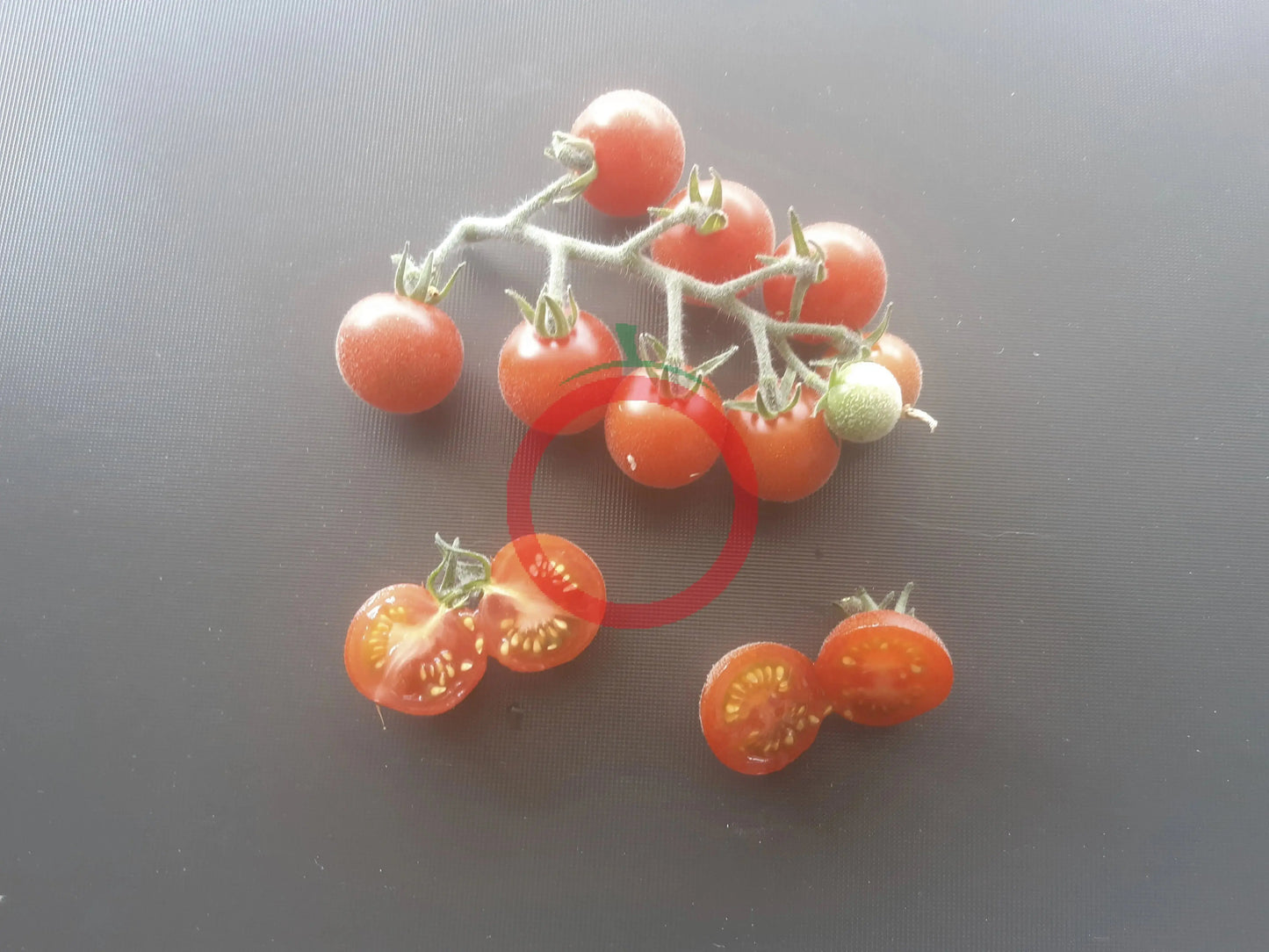 Angora Super Sweet DER TOMATENFLÜSTERER