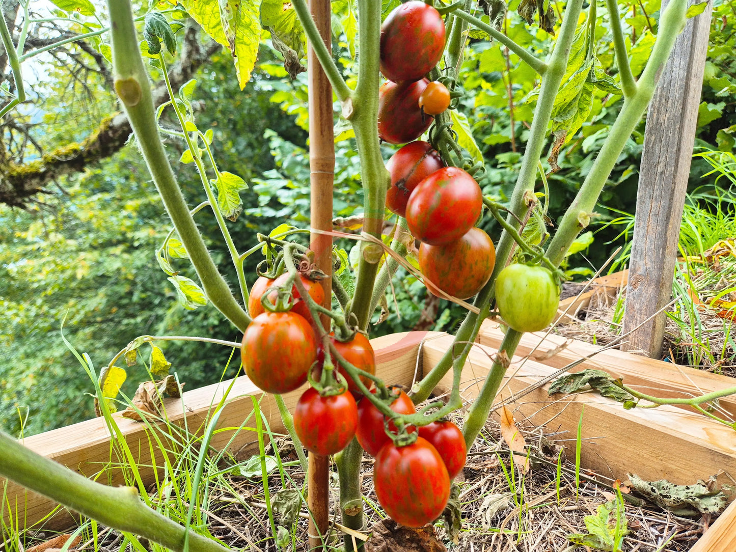 Ania DER TOMATENFLÜSTERER