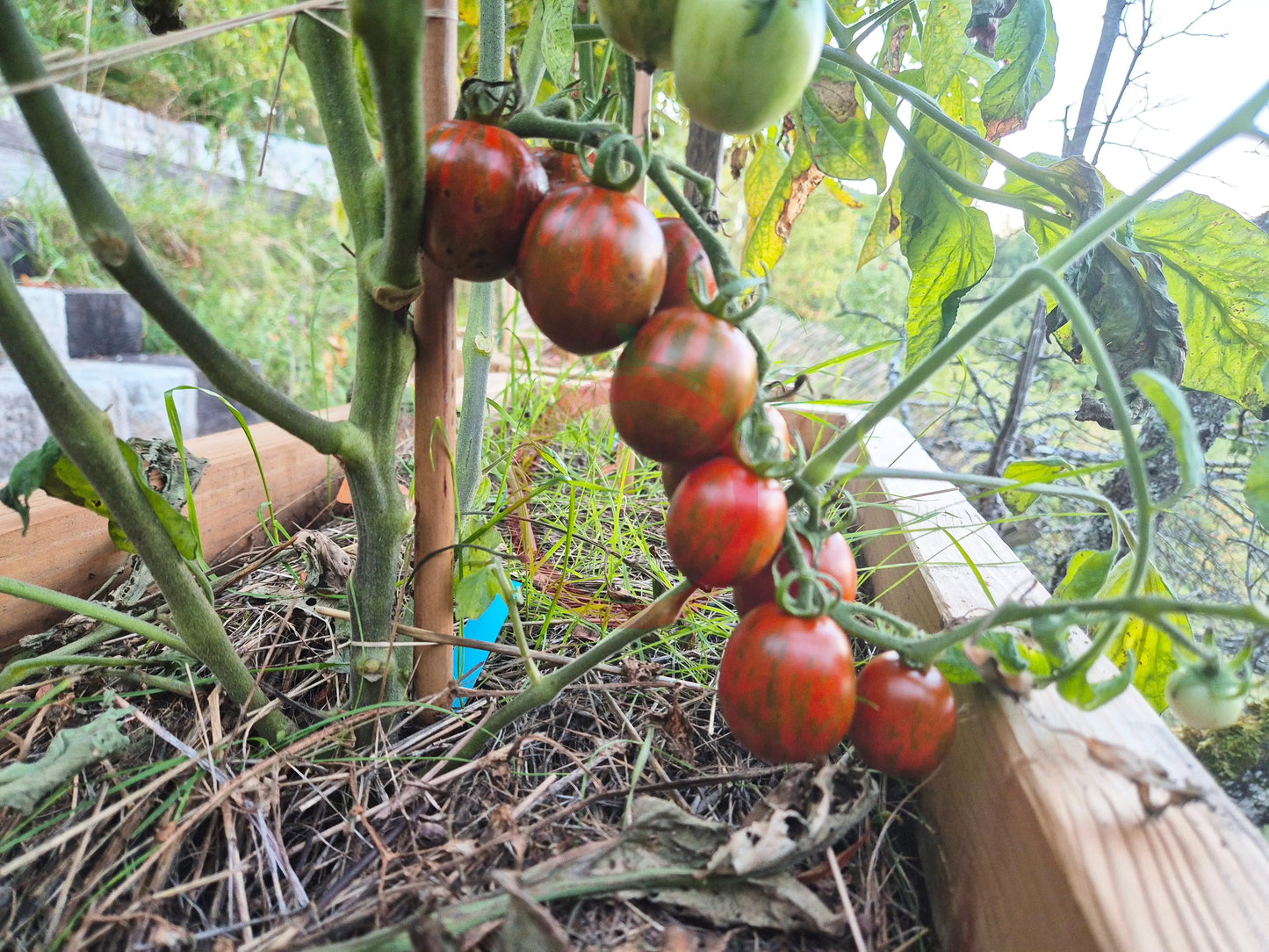 Ania DER TOMATENFLÜSTERER