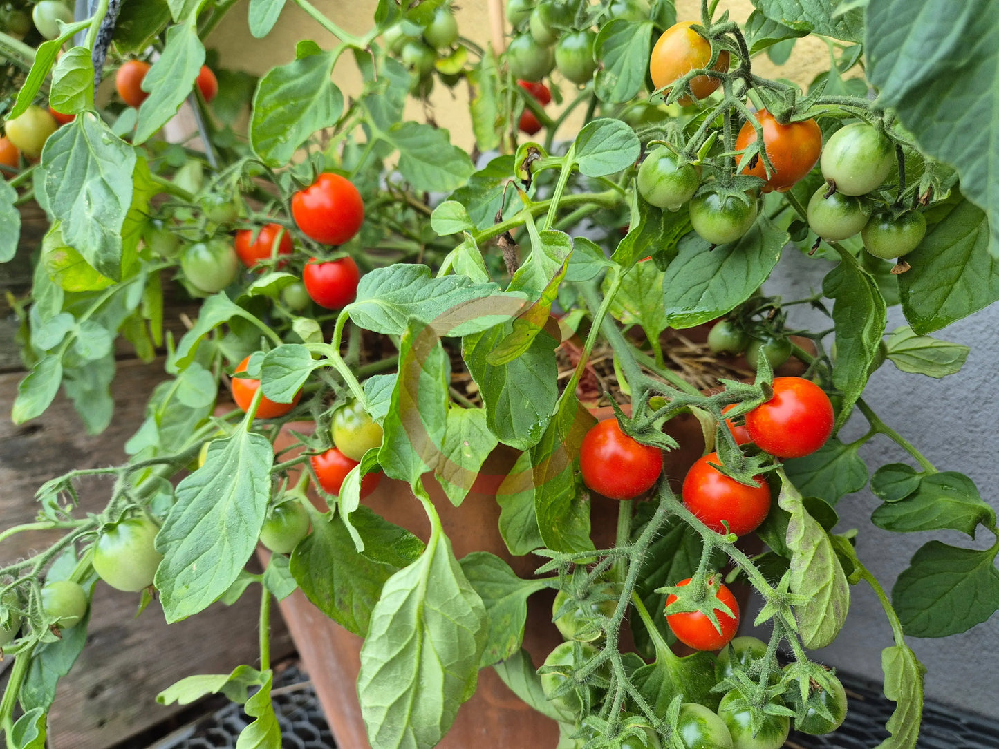Anmore Dewdrop DER TOMATENFLÜSTERER