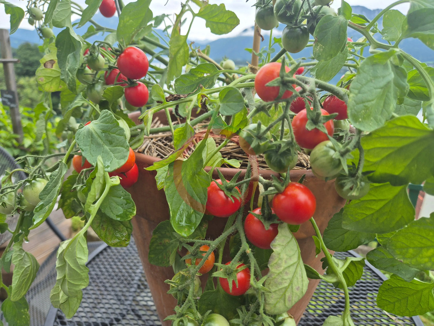 Anmore Dewdrop DER TOMATENFLÜSTERER