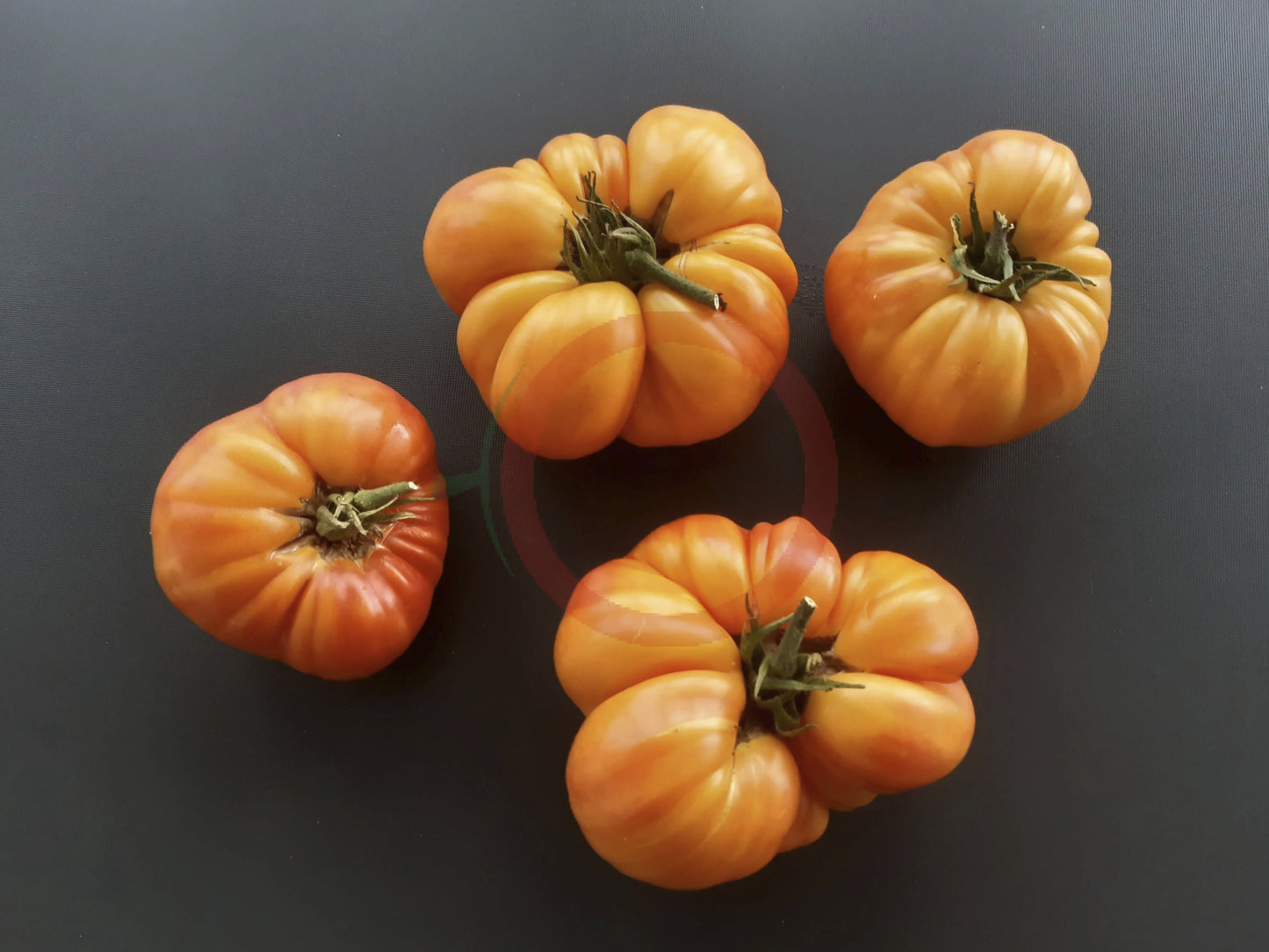 Anna Meyer DER TOMATENFLÜSTERER