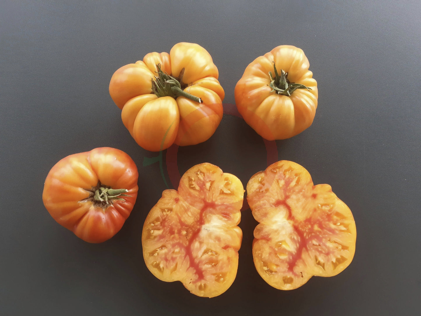 Anna Meyer DER TOMATENFLÜSTERER