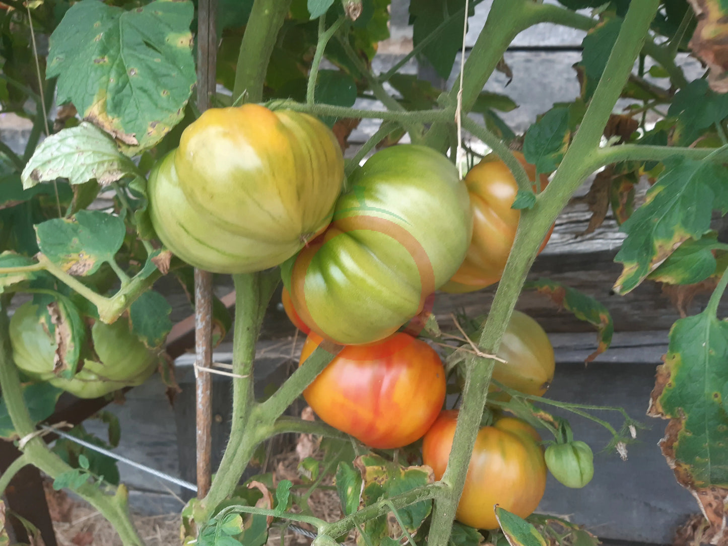 Anna Meyer DER TOMATENFLÜSTERER