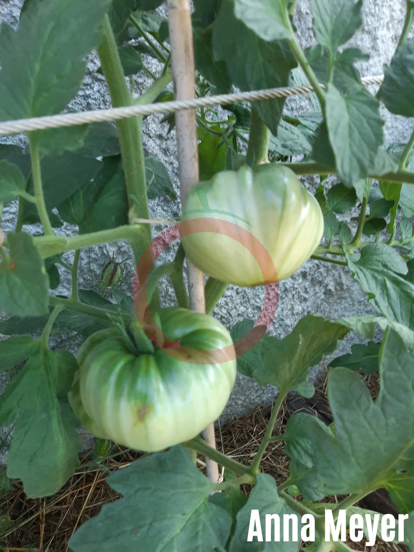 Anna Meyer DER TOMATENFLÜSTERER