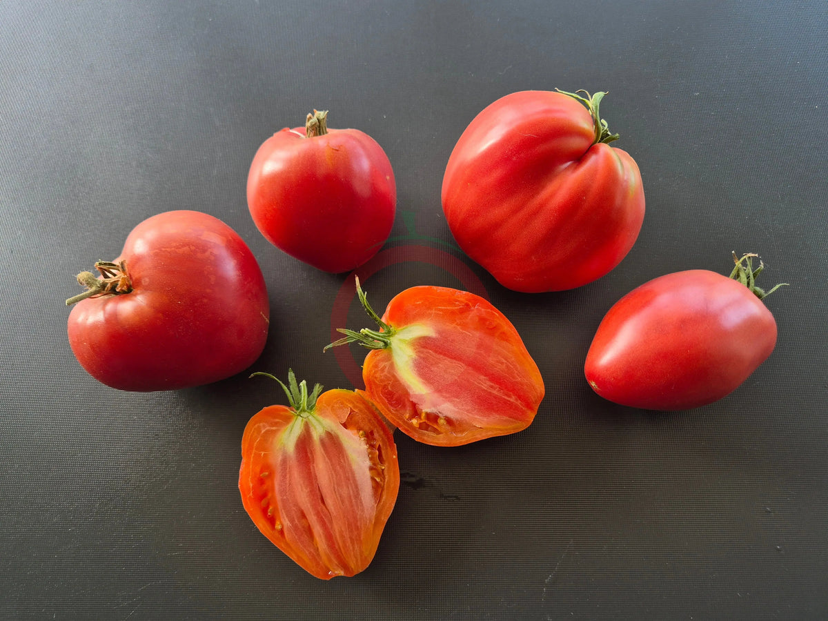 Anna Russian DER TOMATENFLÜSTERER