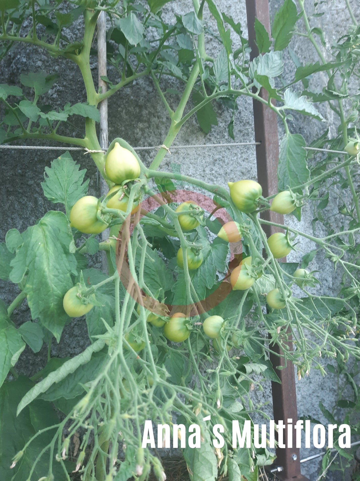 Anna´s Multiflora DER TOMATENFLÜSTERER