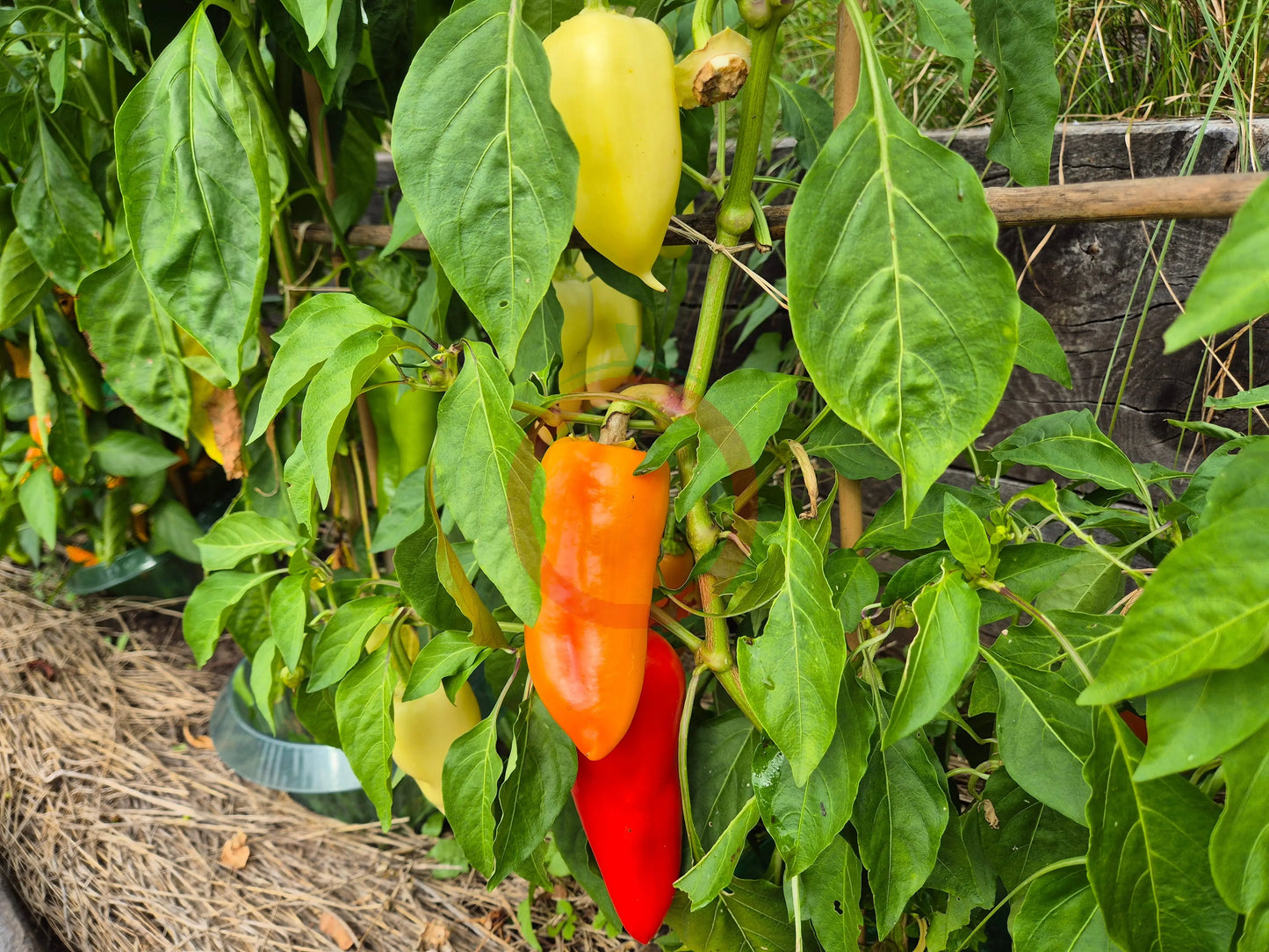 Antohi Romanian DER TOMATENFLÜSTERER