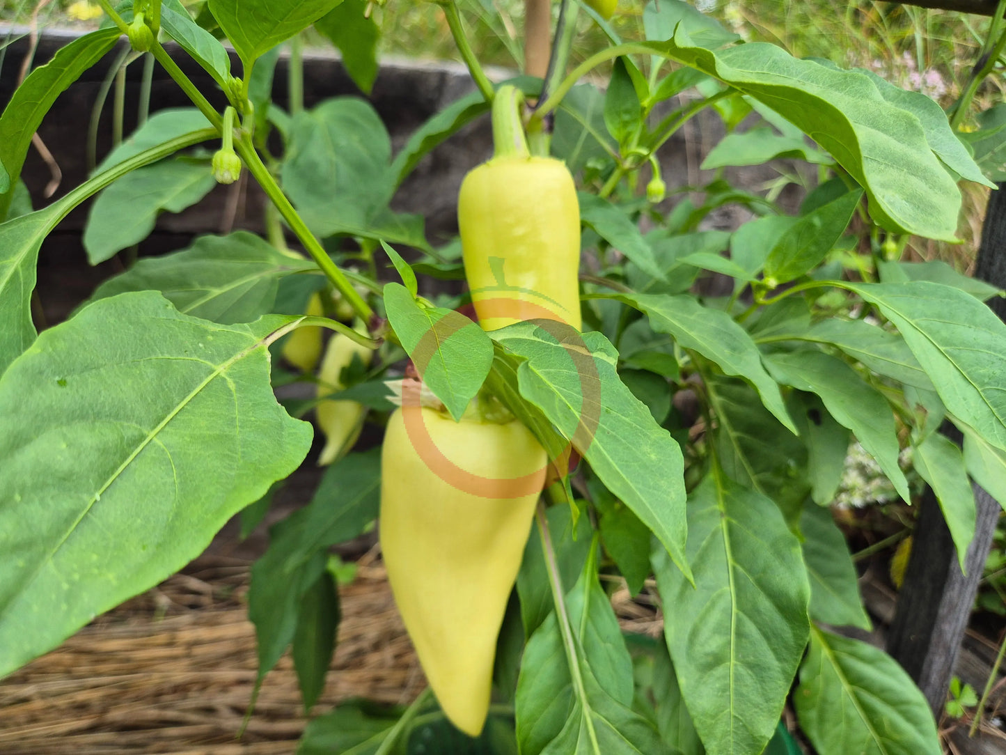 Antohi Romanian DER TOMATENFLÜSTERER