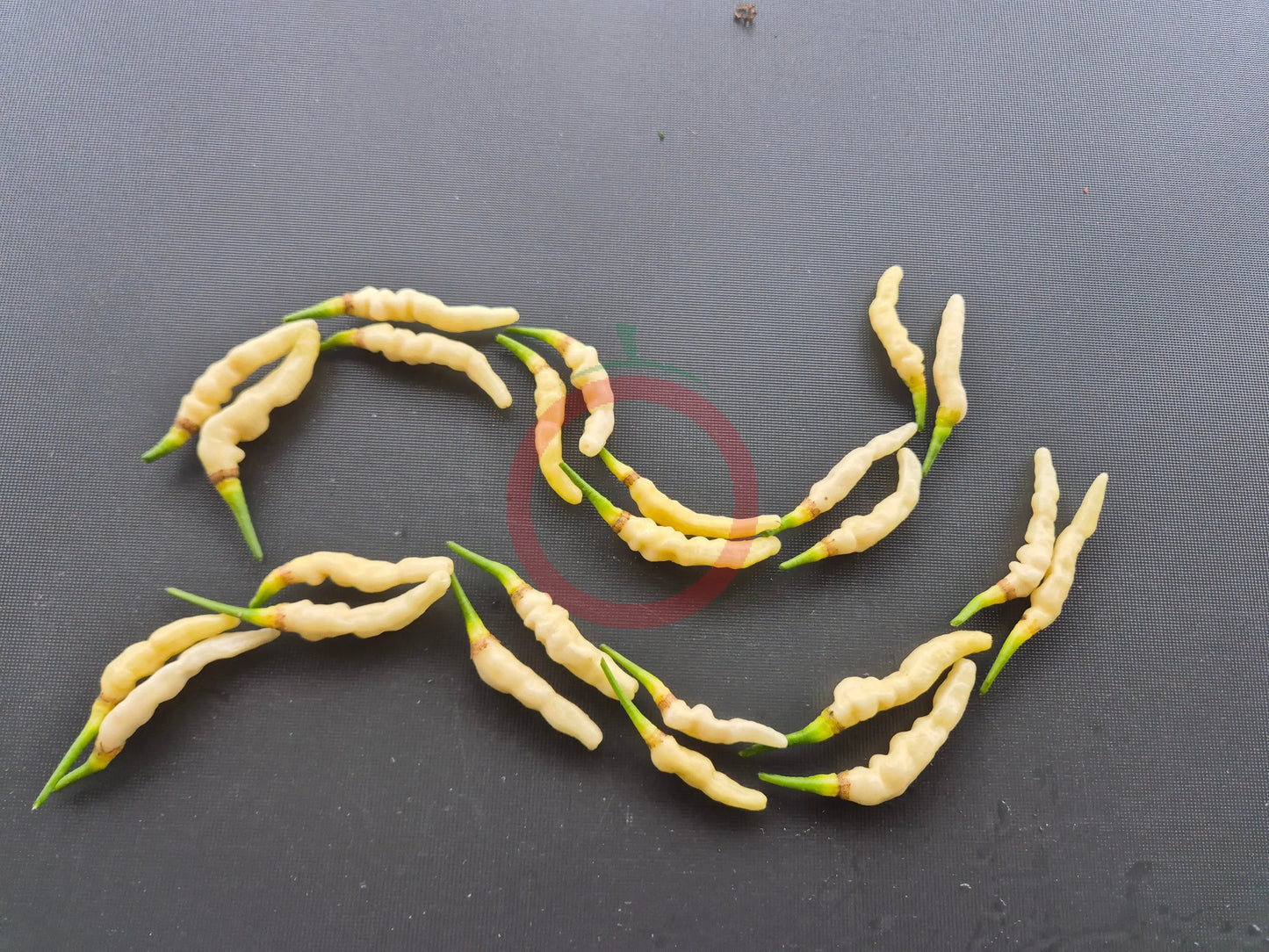 Aribibi Gusano DER TOMATENFLÜSTERER